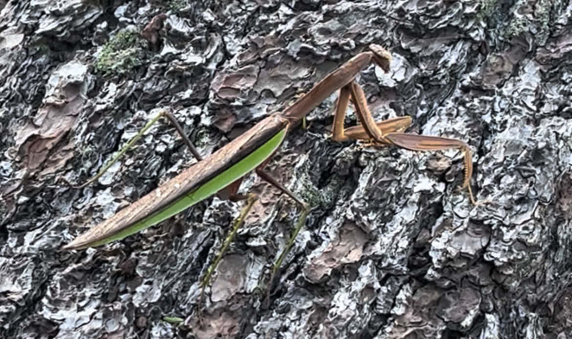 Amazing entomology opportunities; like this Mantis!
