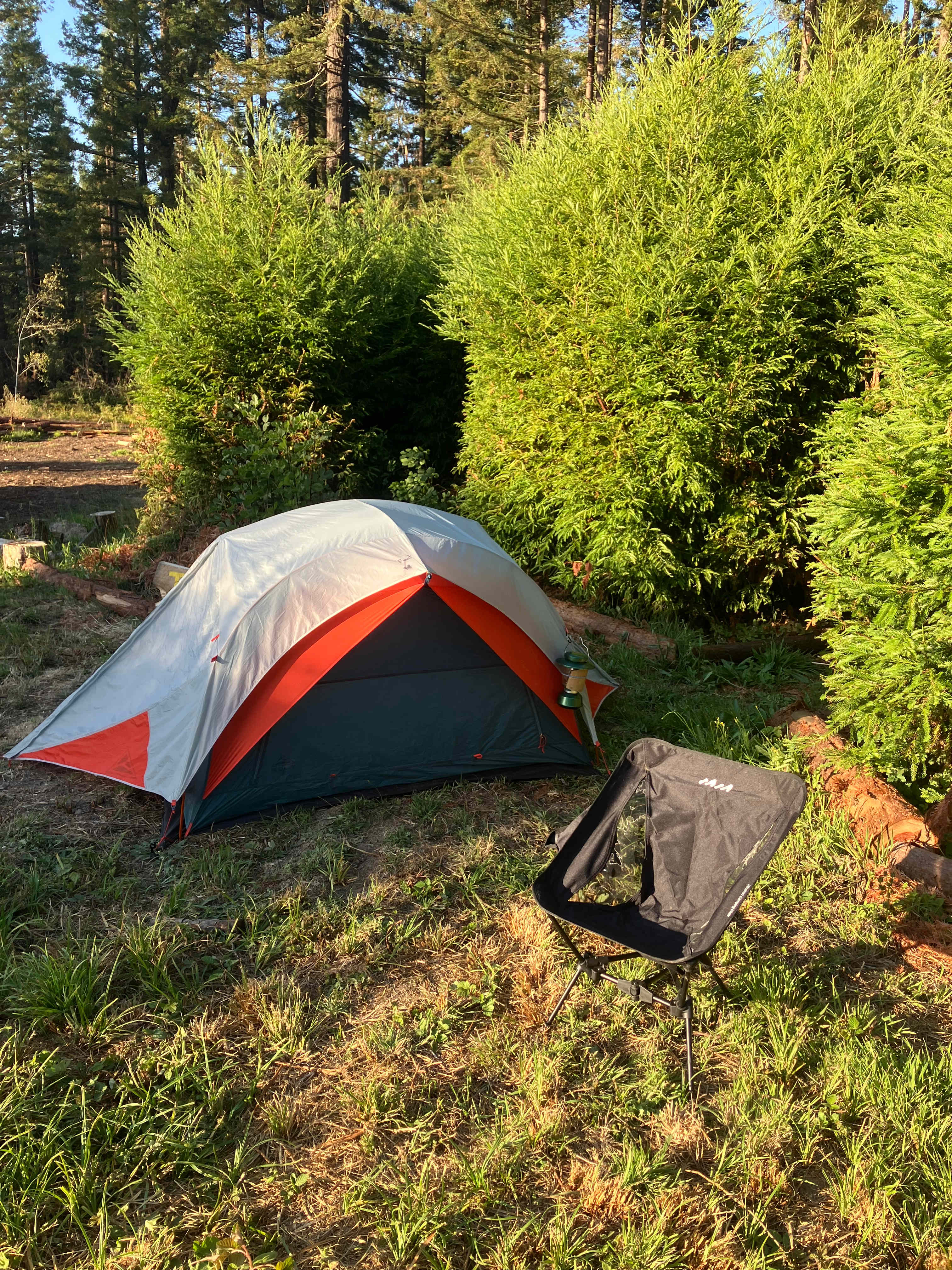 Under the trees