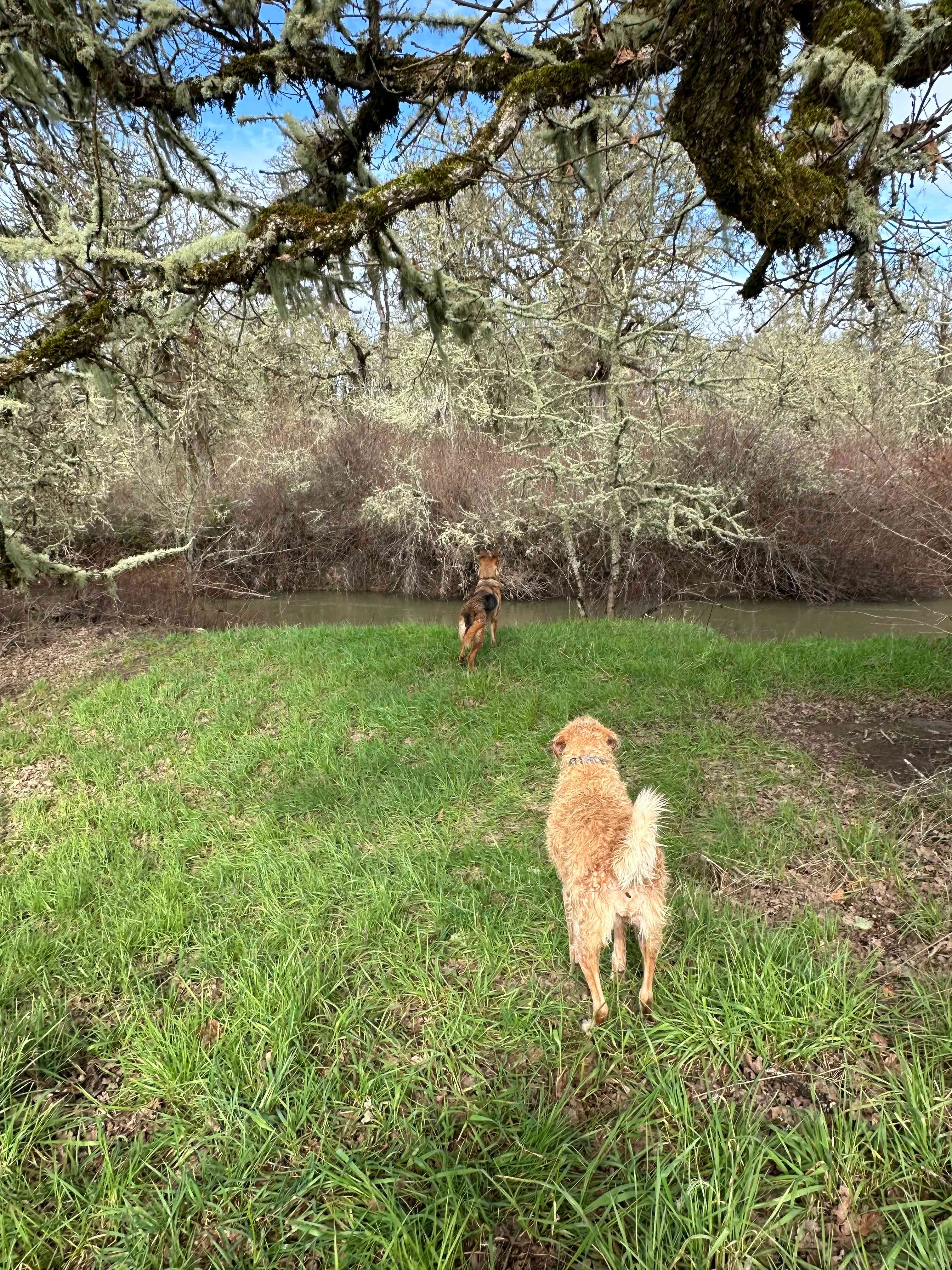 Coyote Camp