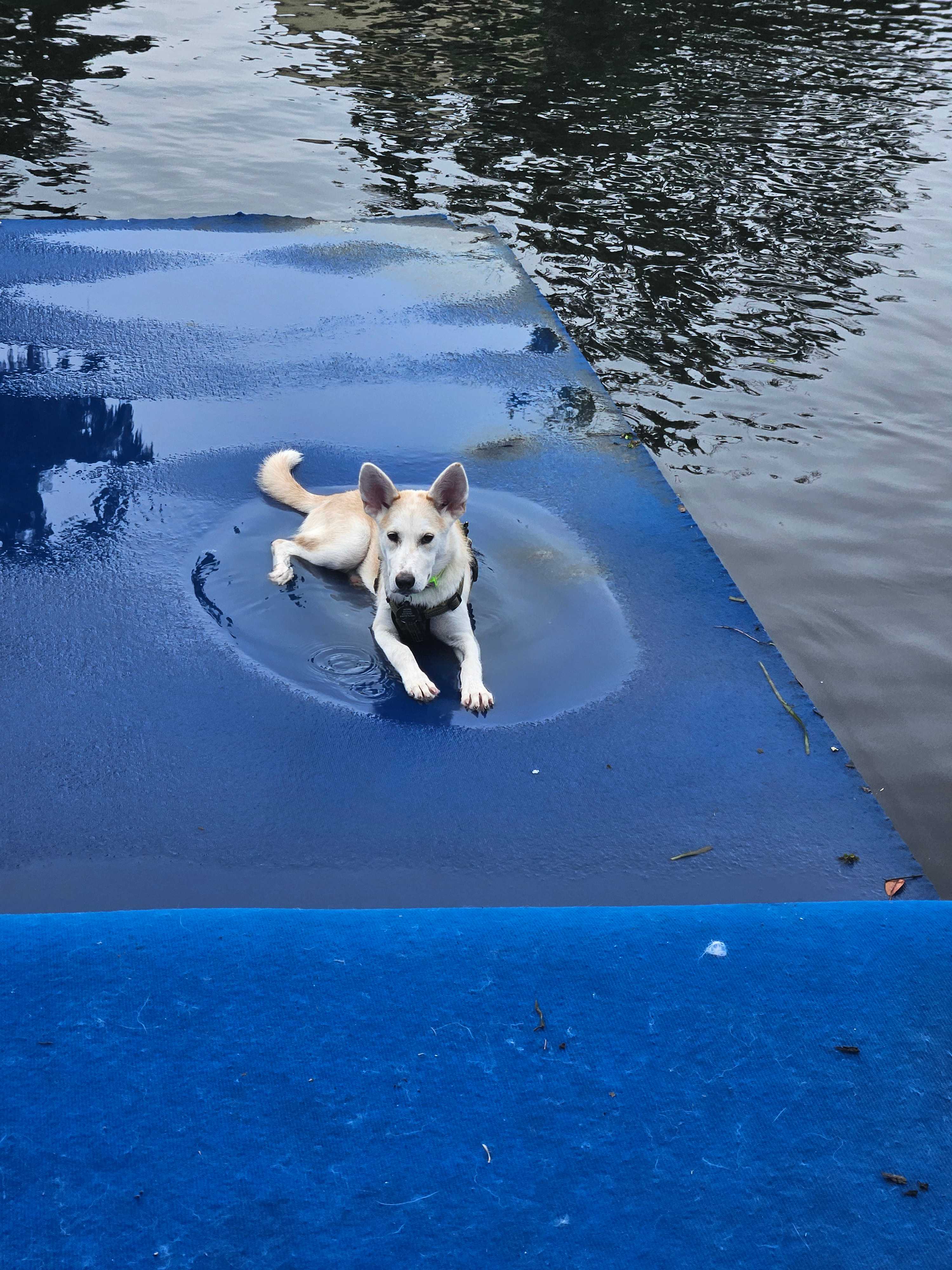 Weeki wachee Sharing the Main river