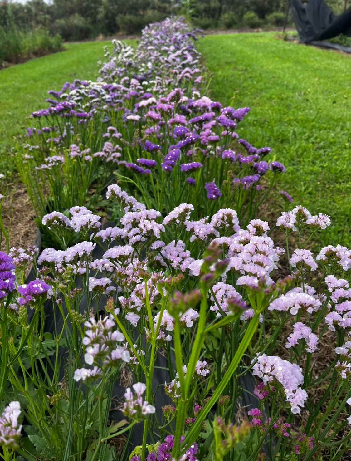 Silky Oaks Flower Farm