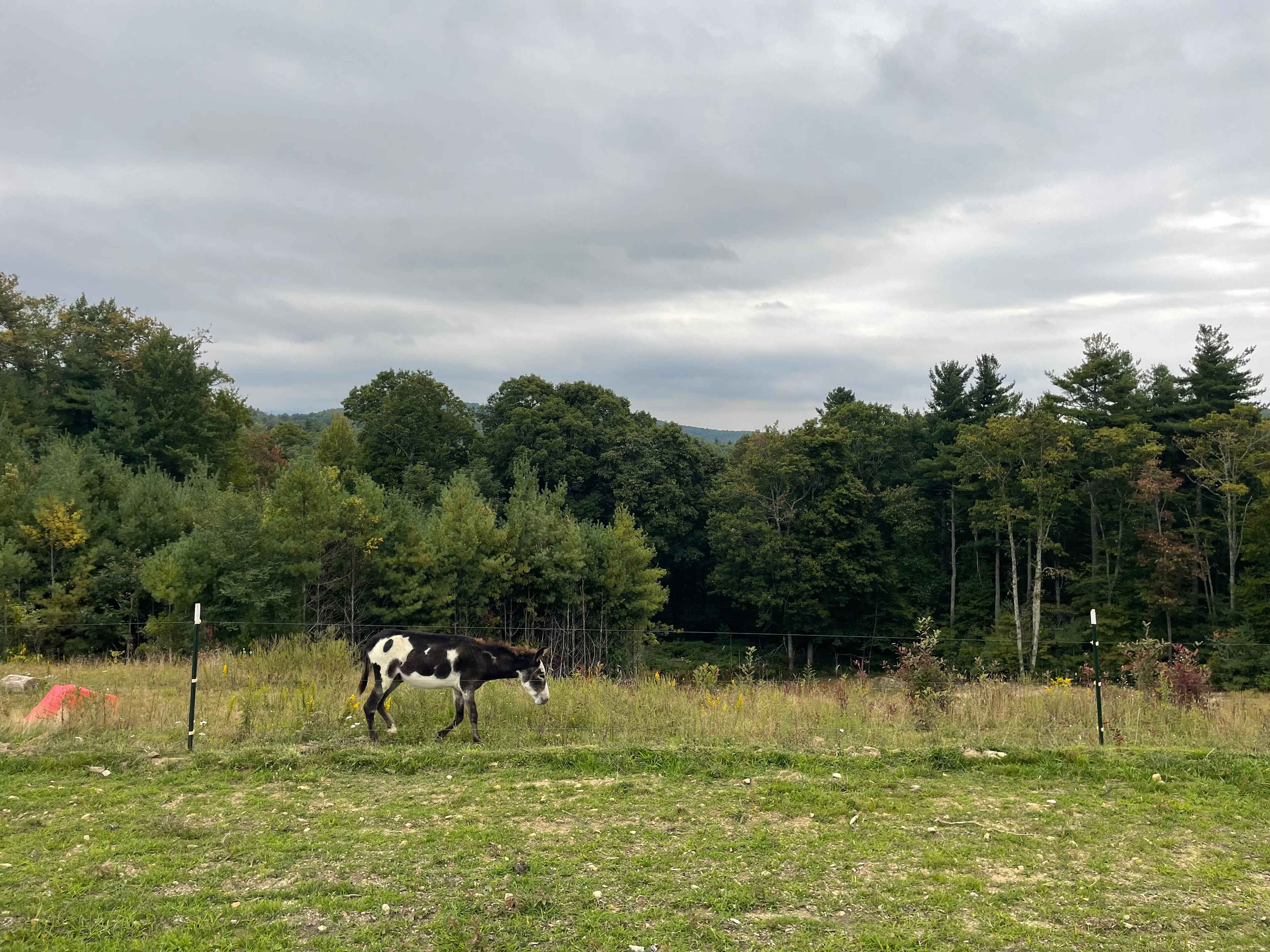 Teague Mountain Farm