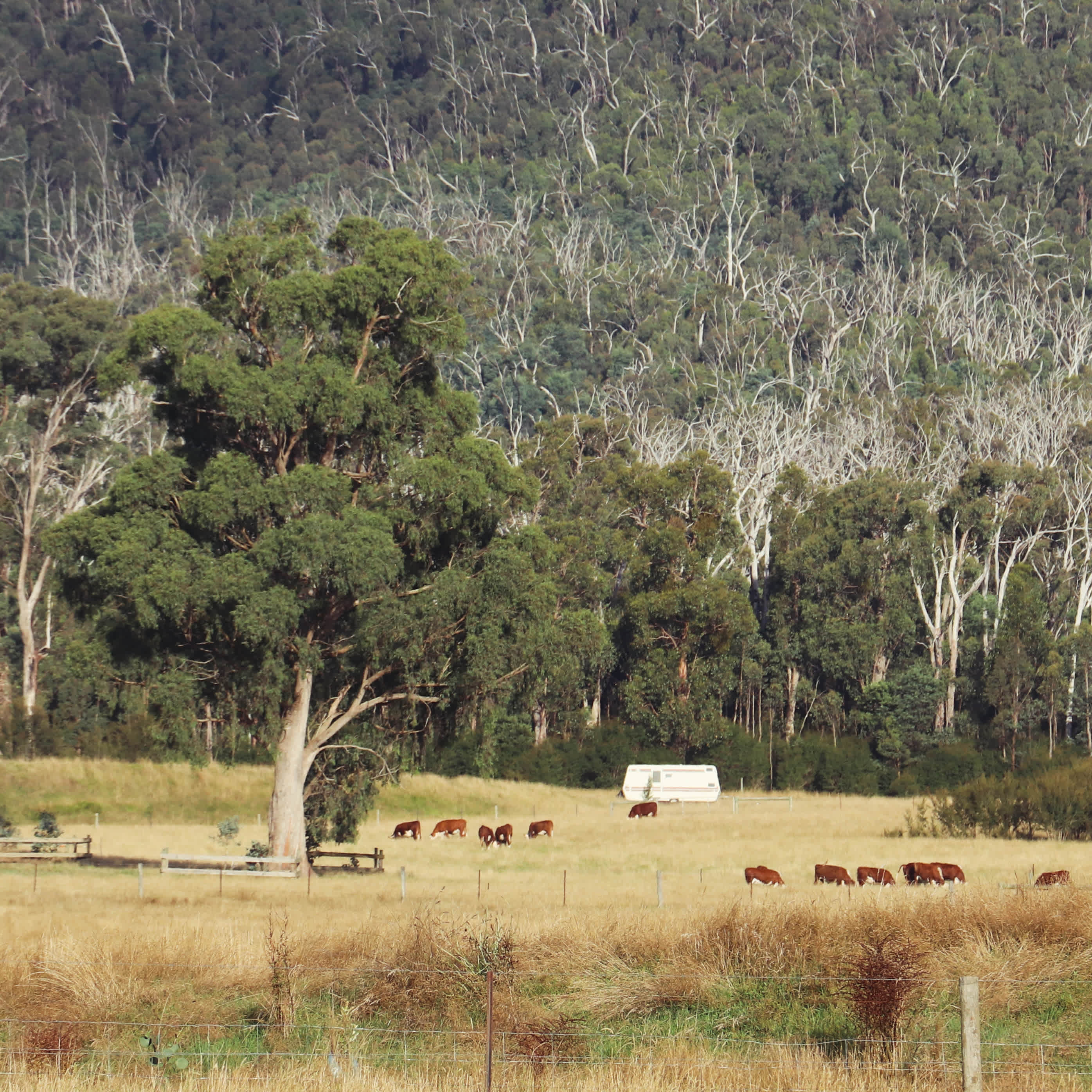 Mt Sugarloaf Farm
