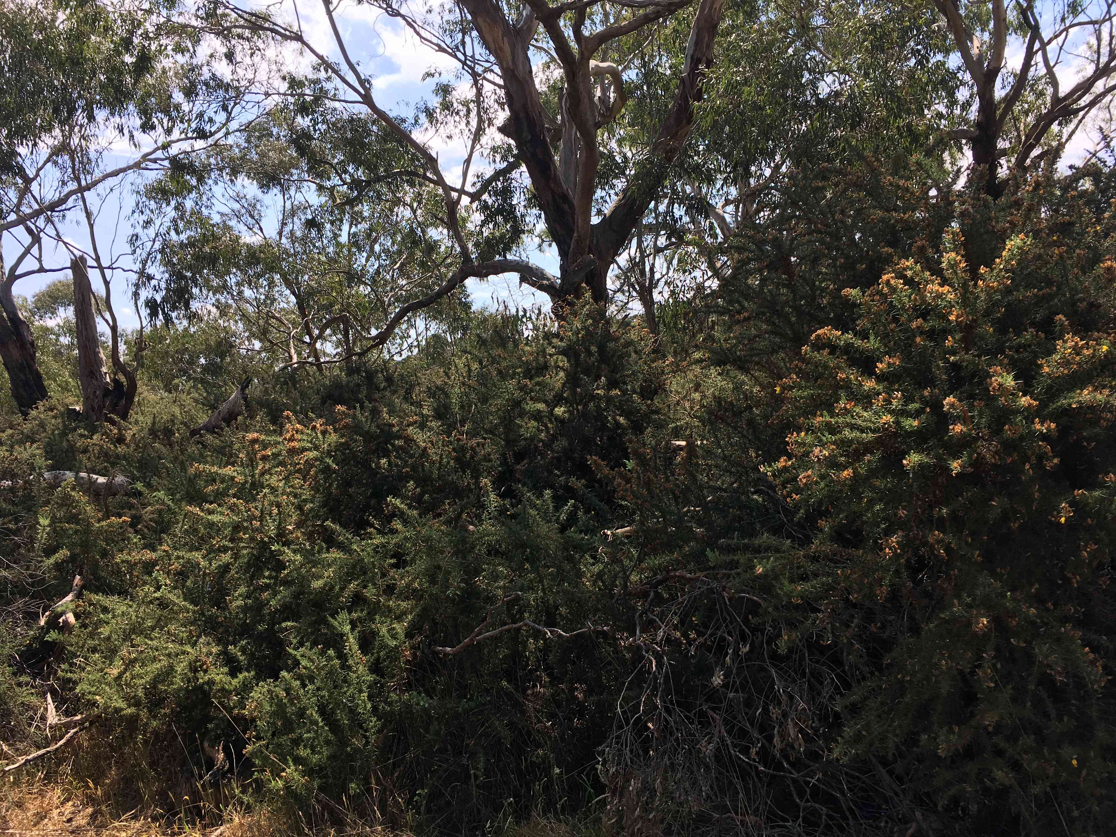 Tea Tree Creek  Bush Camp