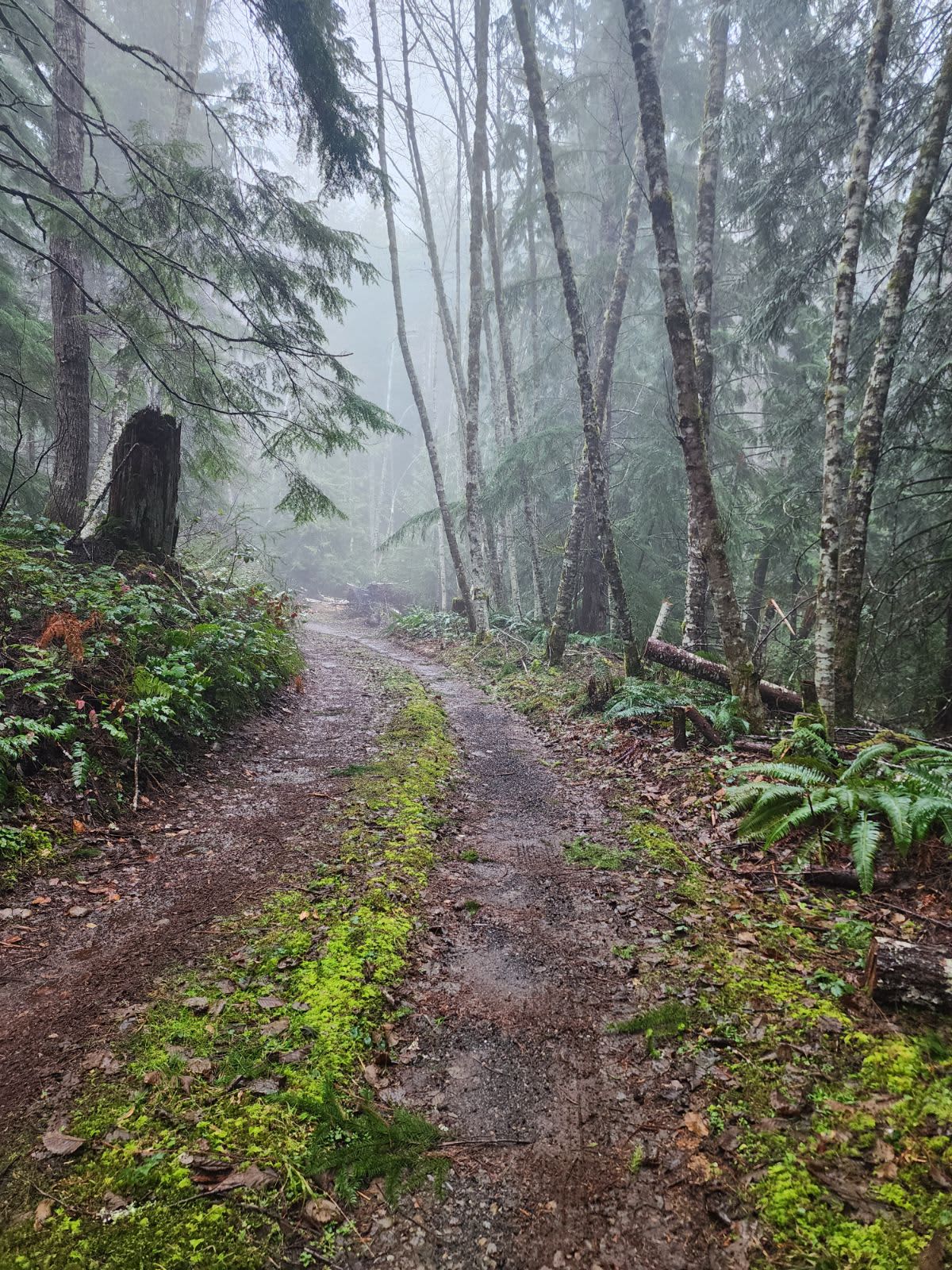The driveway on a typical misty fall day