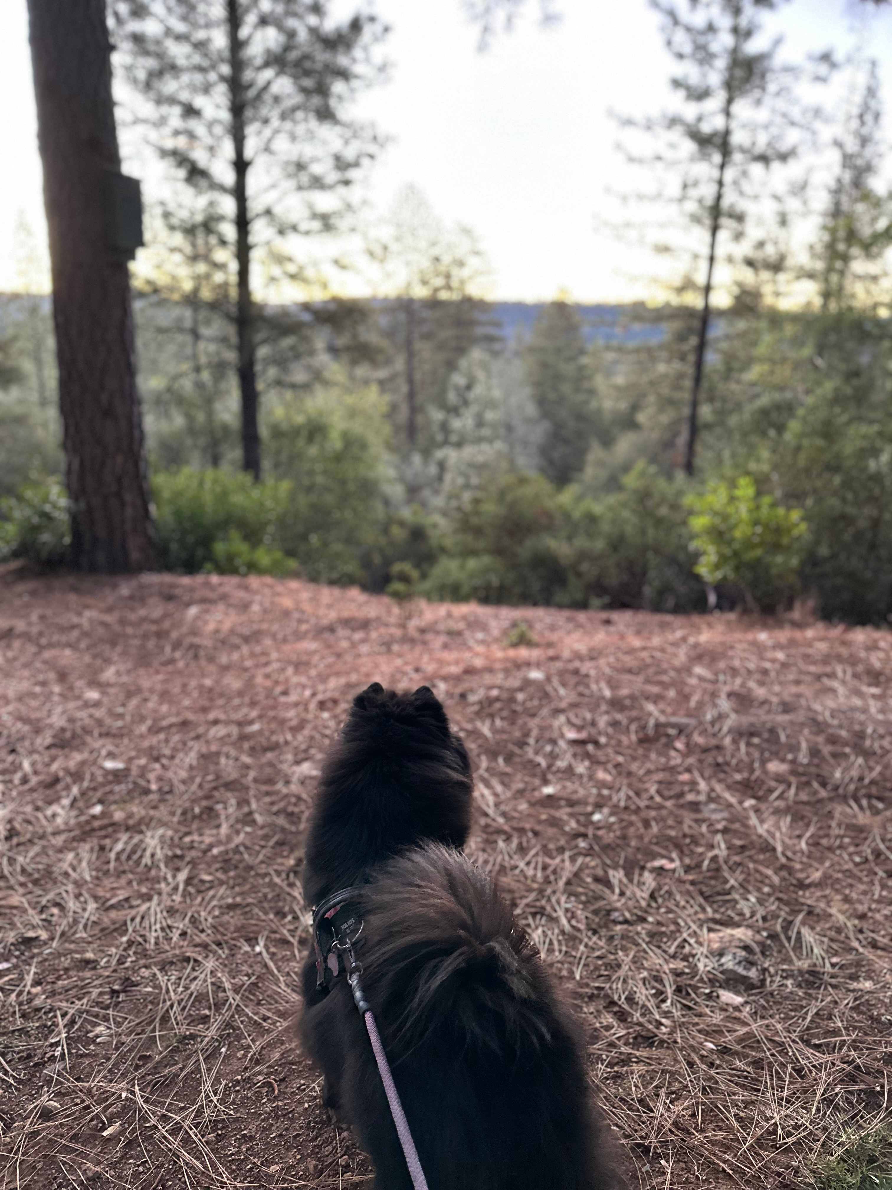 Peace in the Pines