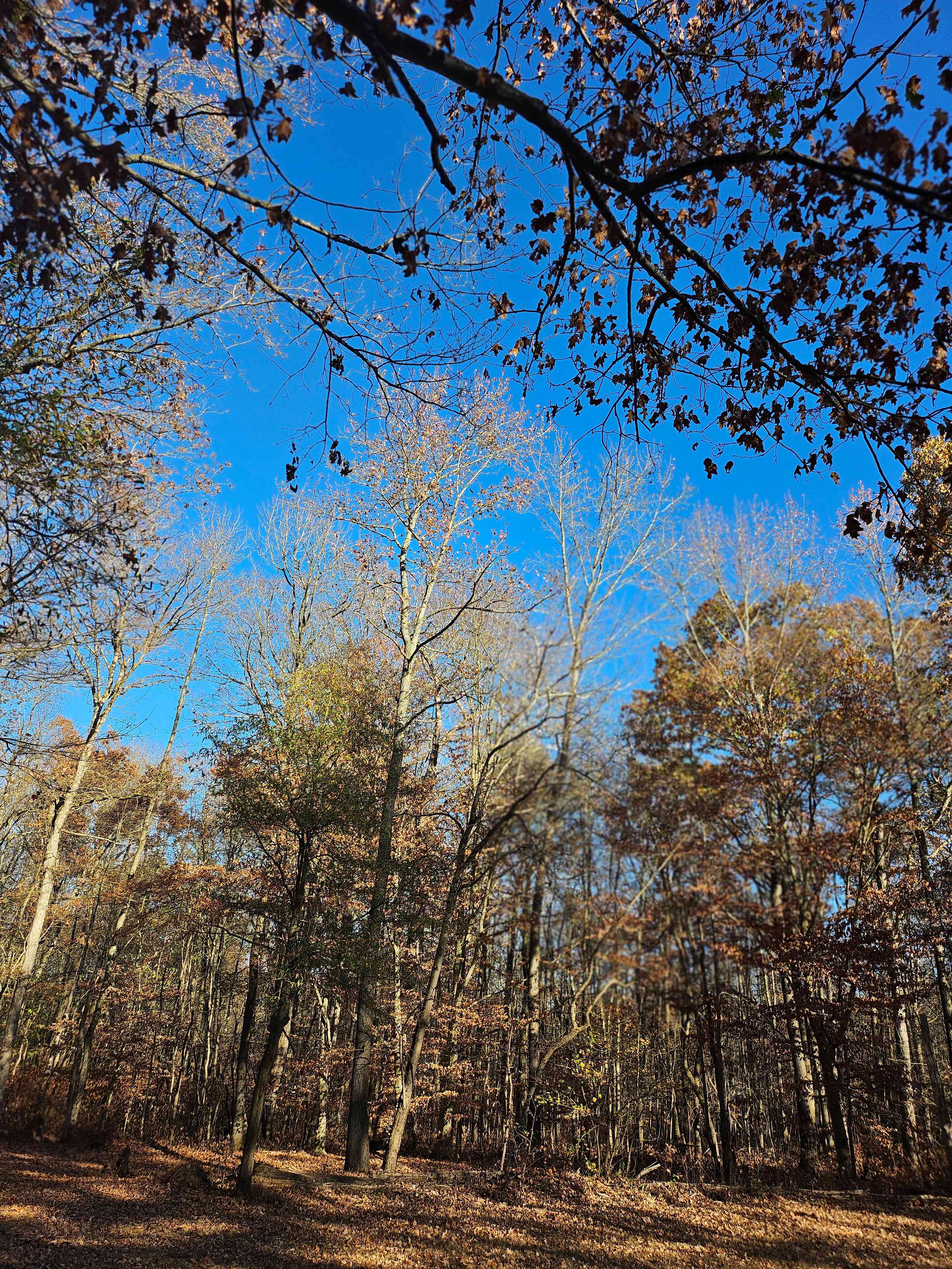 Secluded Acres