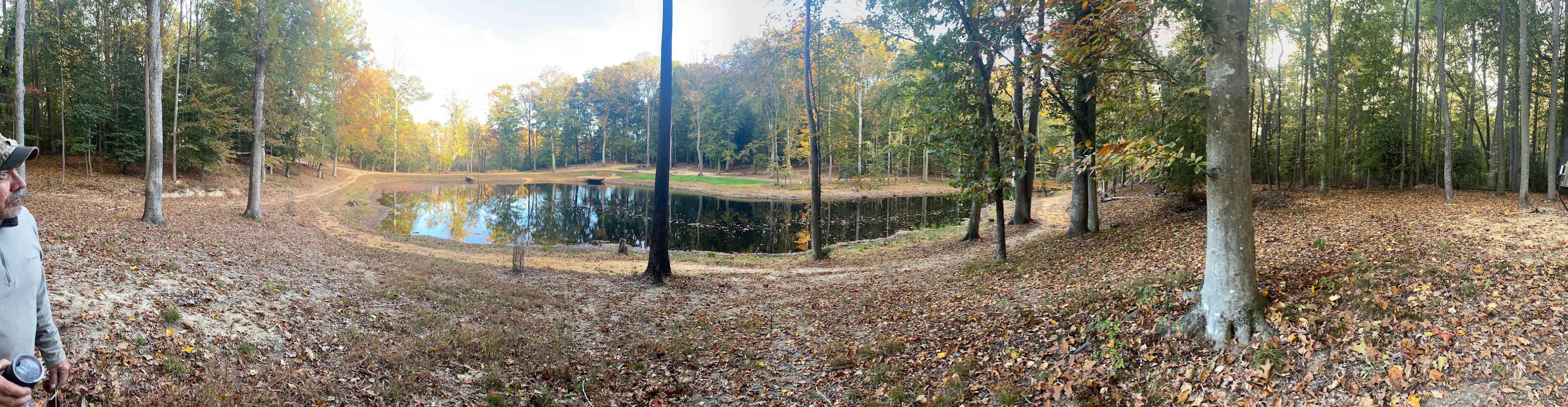 Willow Oak 1