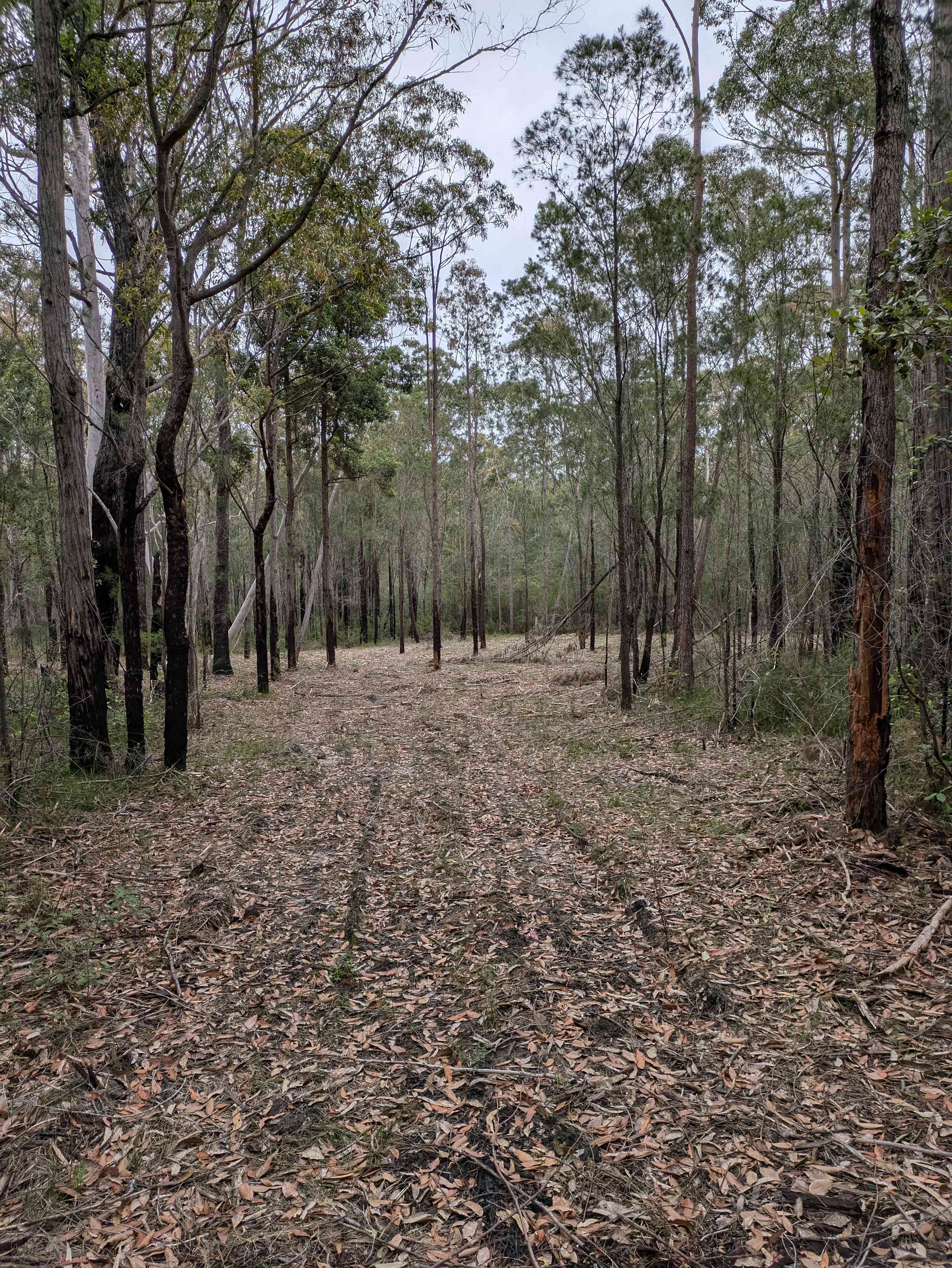 Bandicoot run