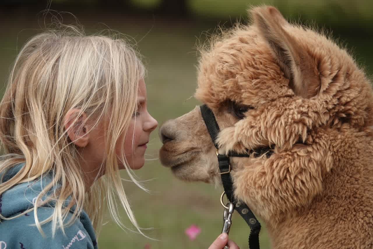 We went to the nearby Aubrey Oaks Alpaca Farm and everyone had a chance to "nose kiss" an Alpaca!