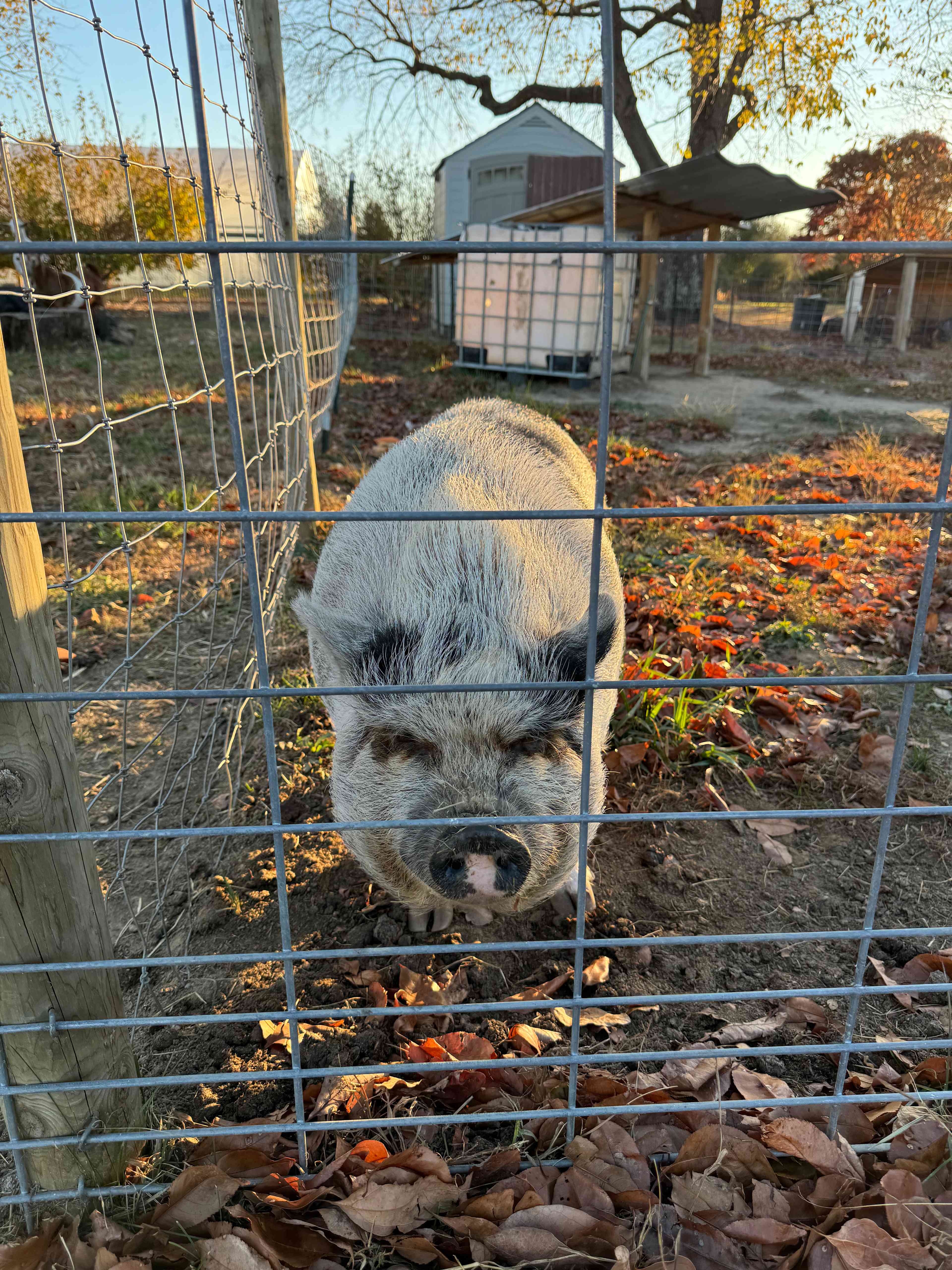 Mr. Friendly