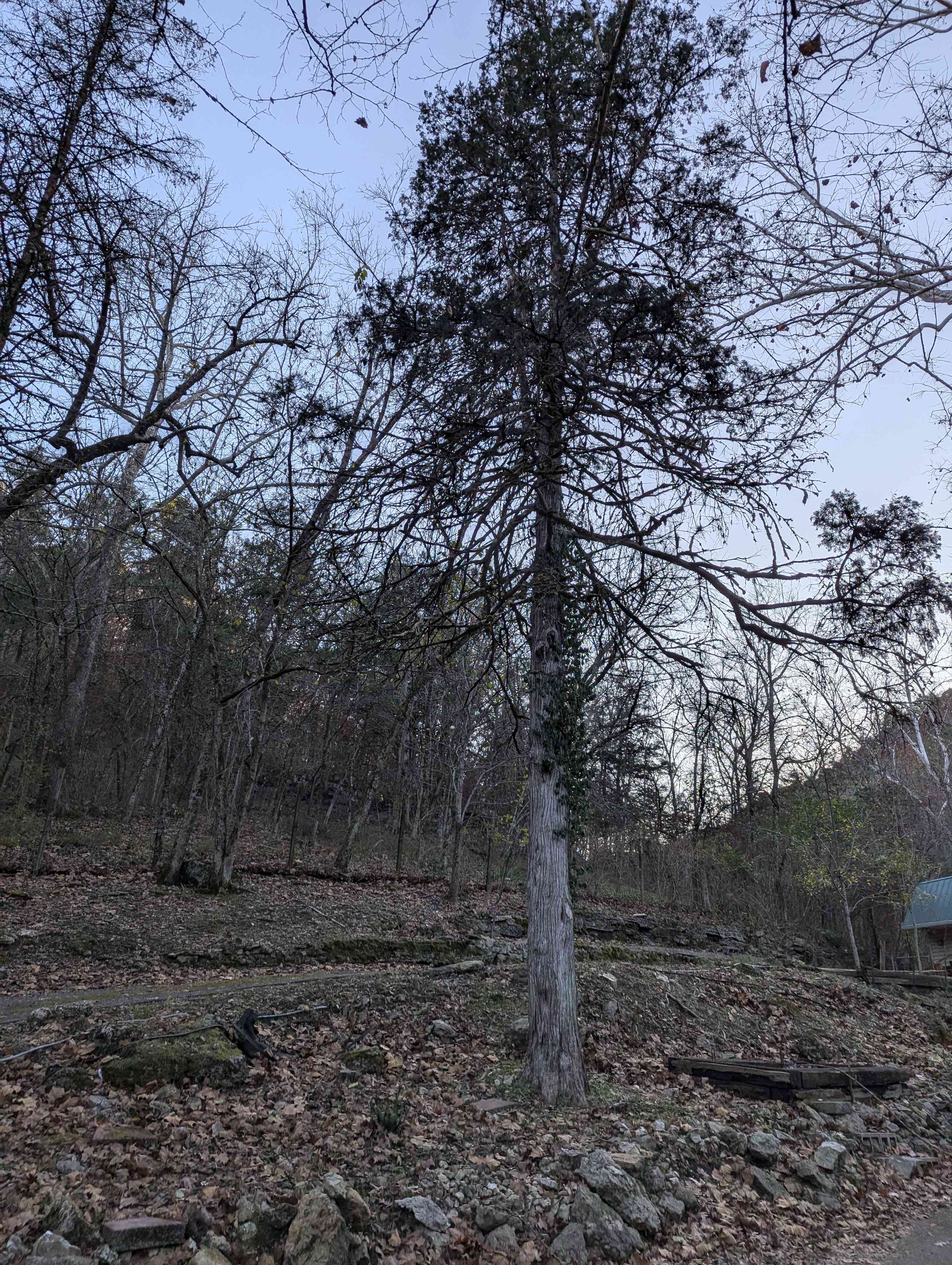 Starry Night in the Holler