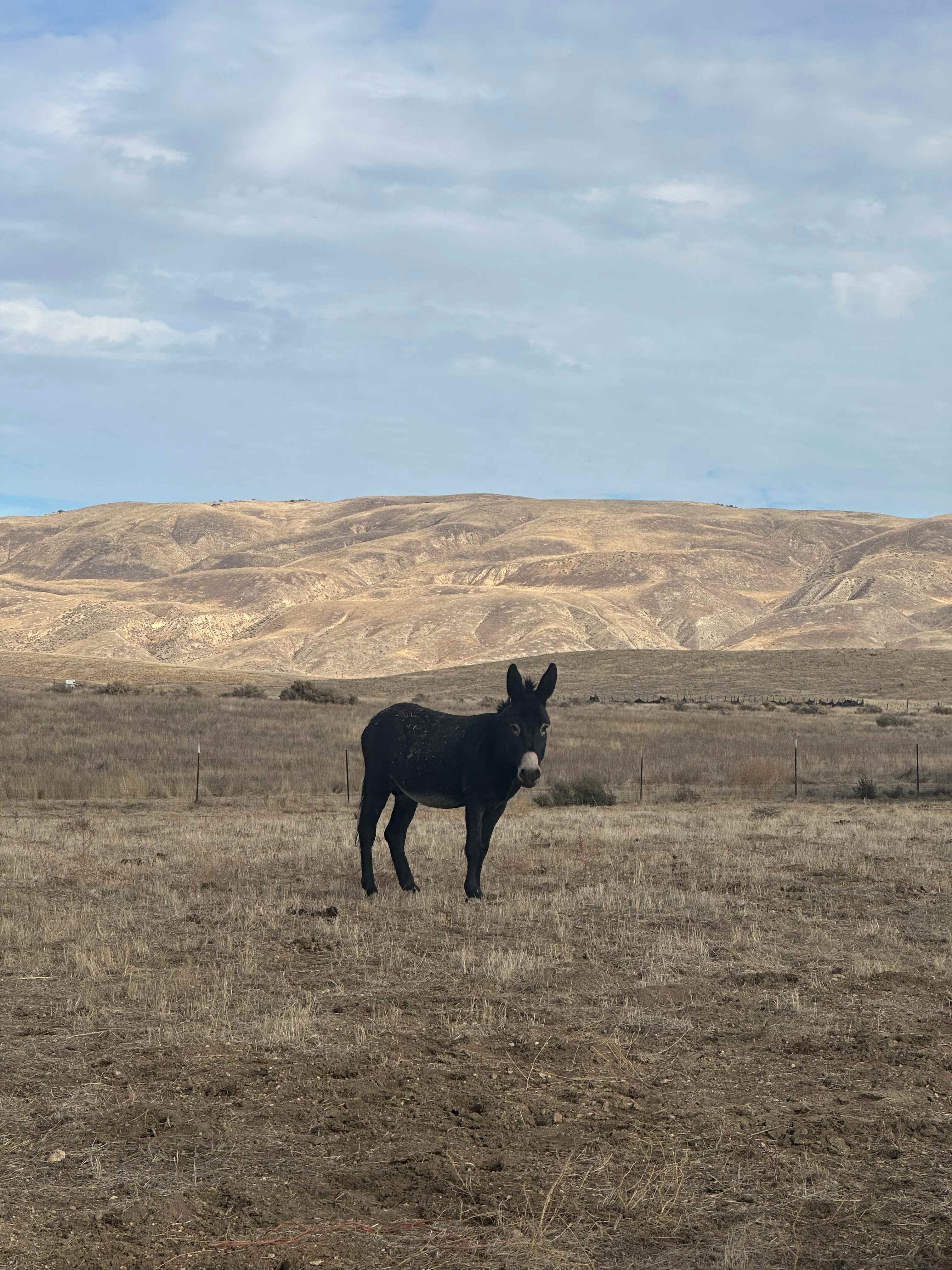 Wild Winds Rescue Ranch