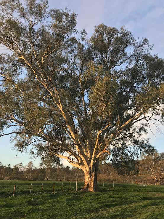 Rolling Hills & Riverside Camping