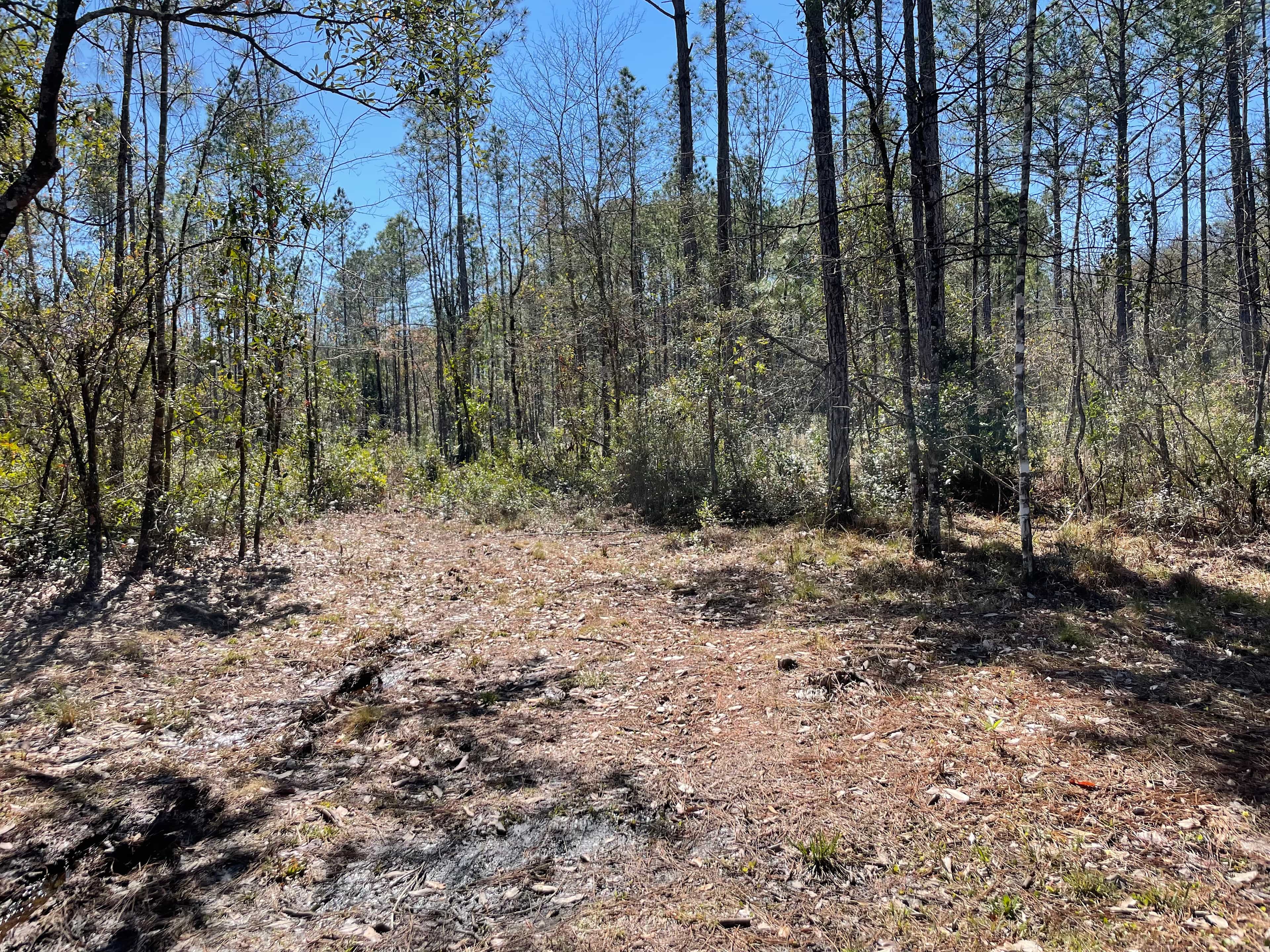 Florida Wildlands
