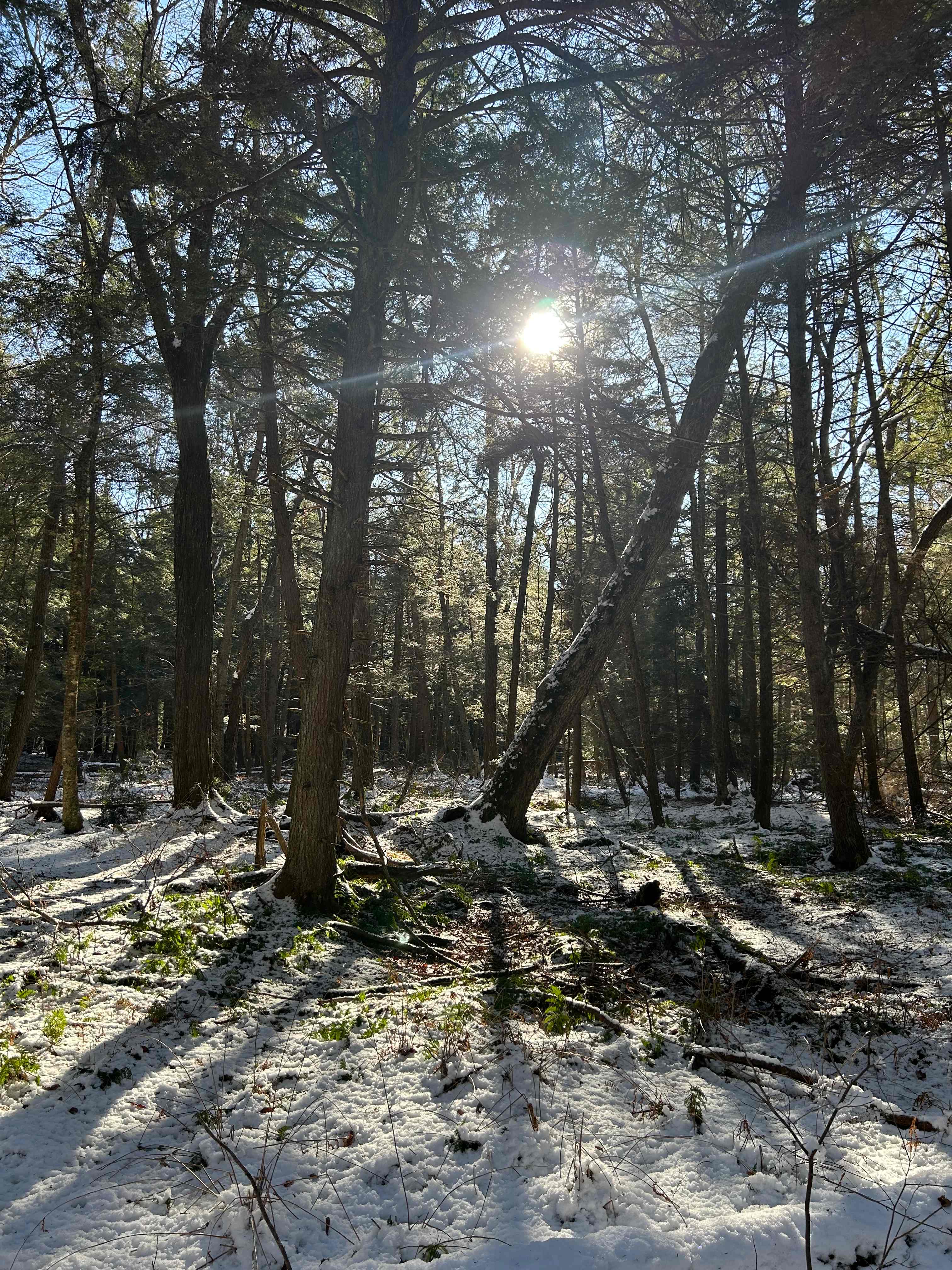 Woodland's Edge Glamping & Hot Tubs