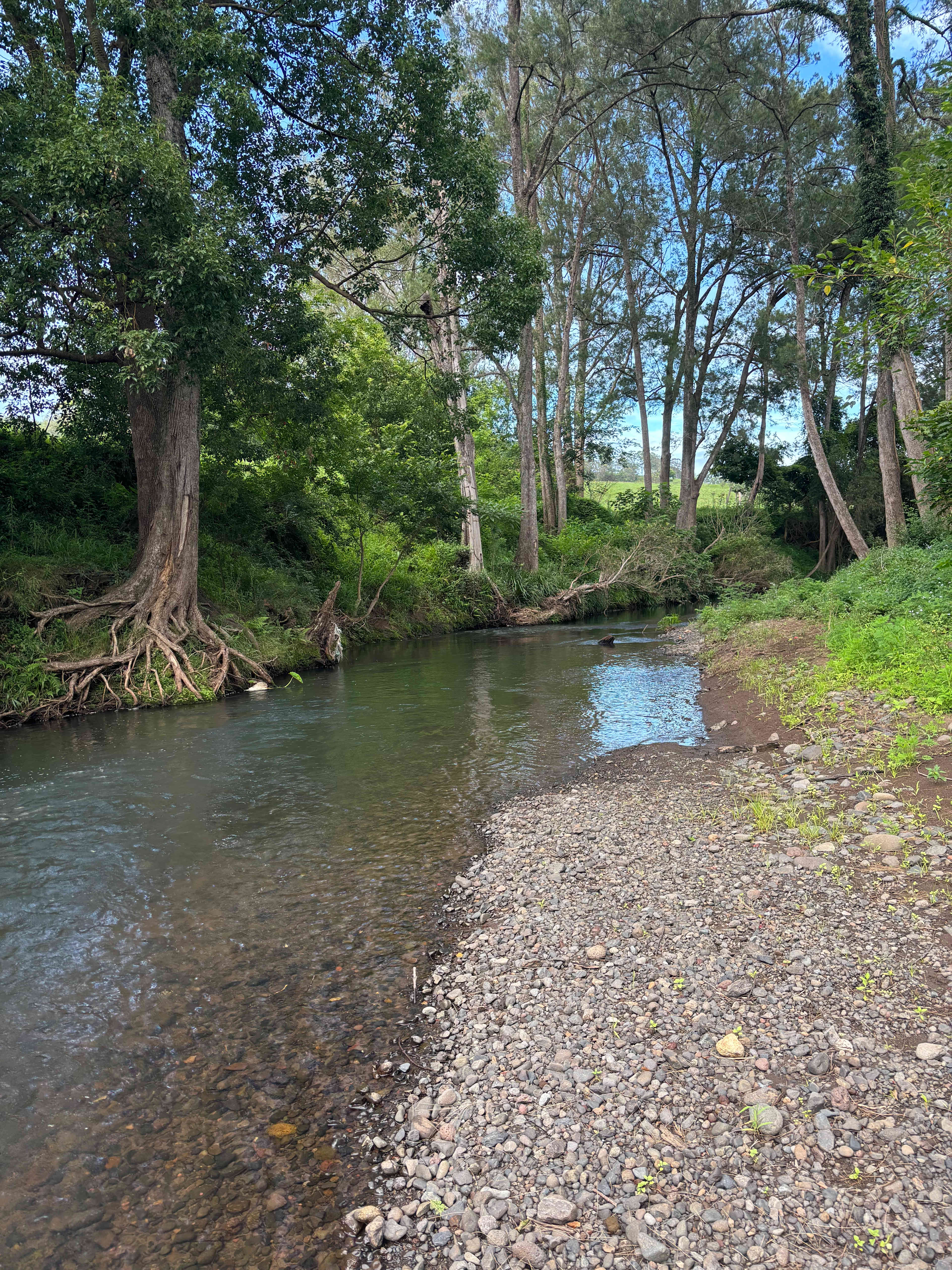 Border Ranges Pastoral