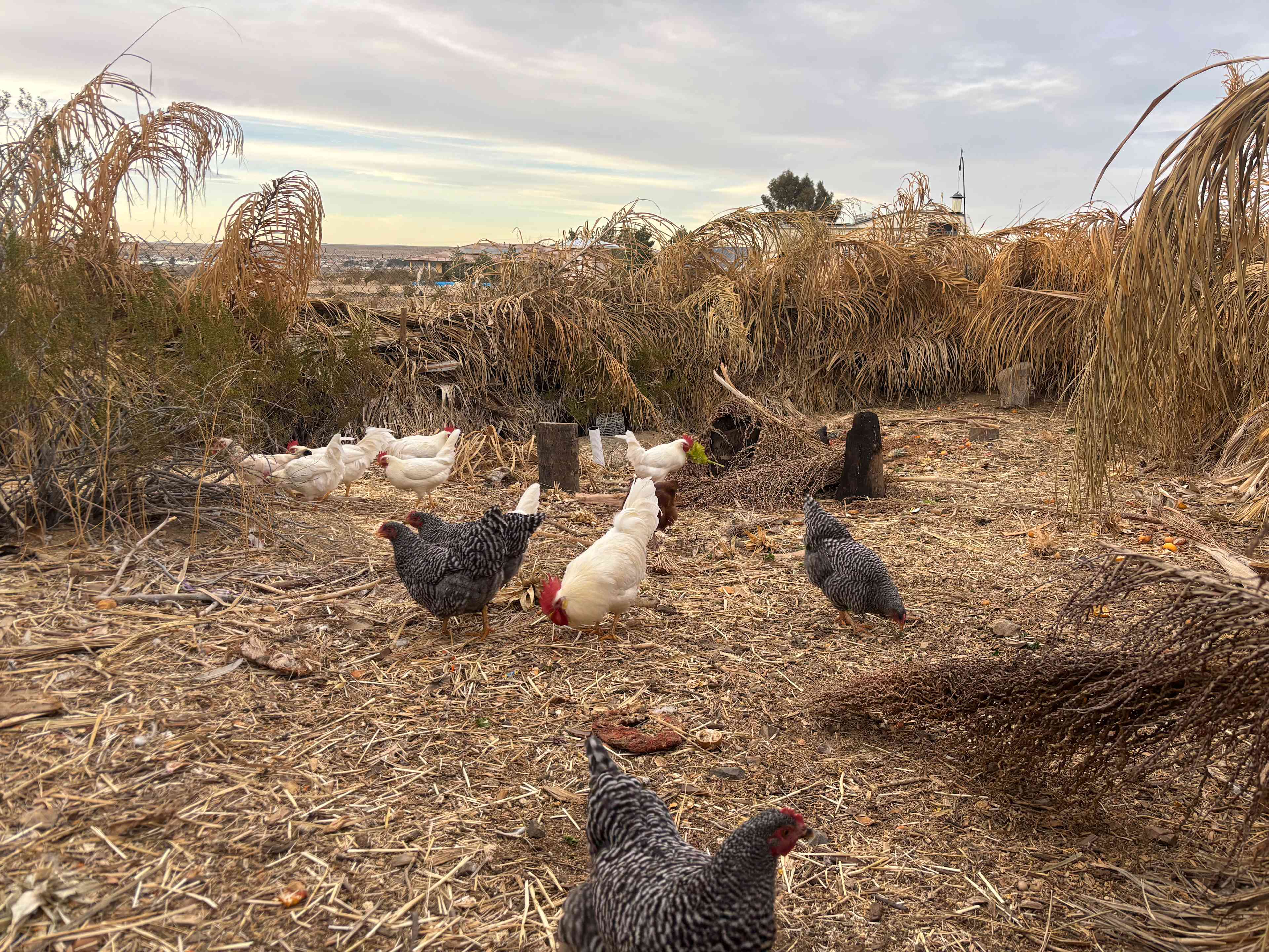 Wild Wash Regenerative Ranch