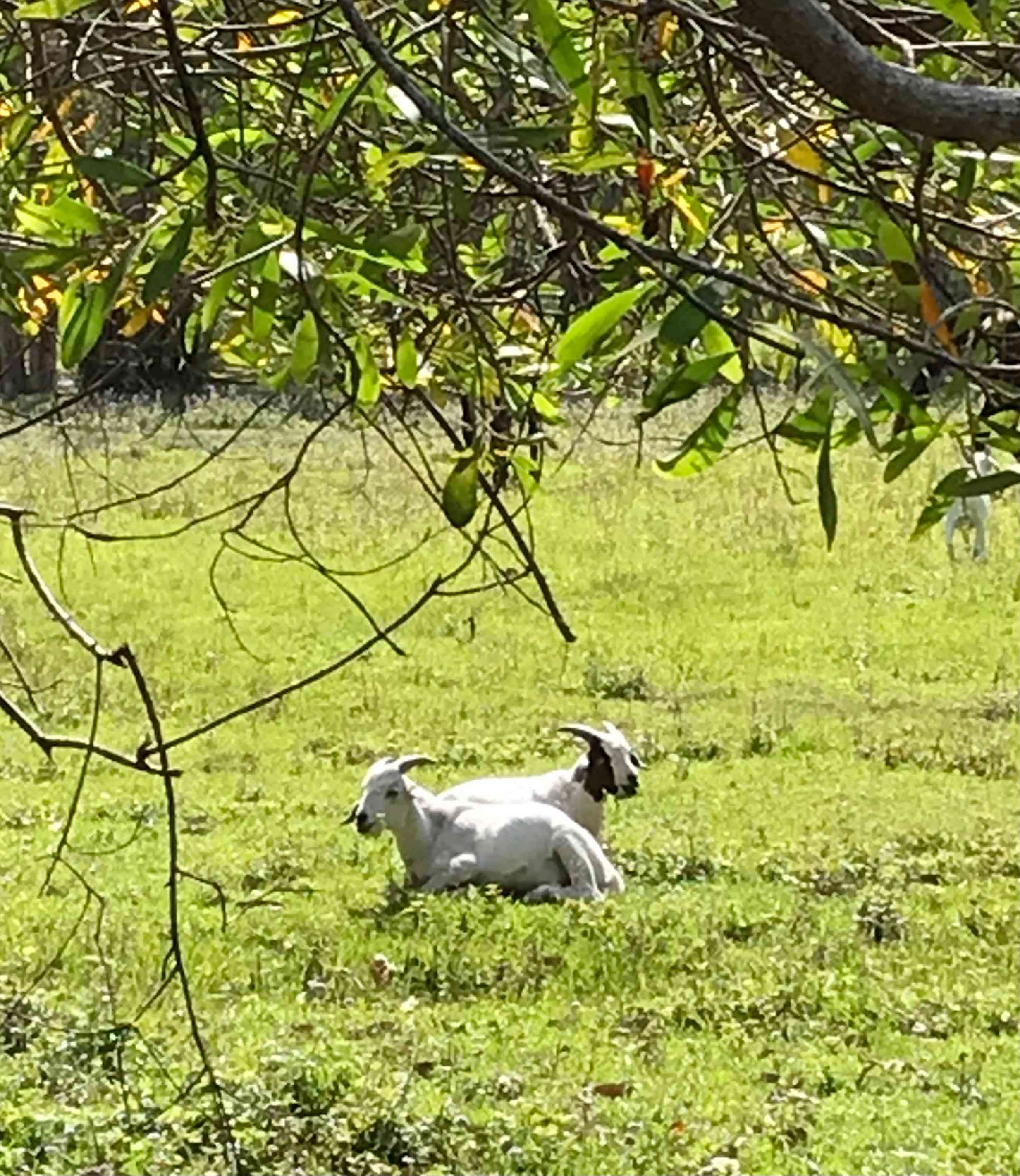 The goats are amusing !