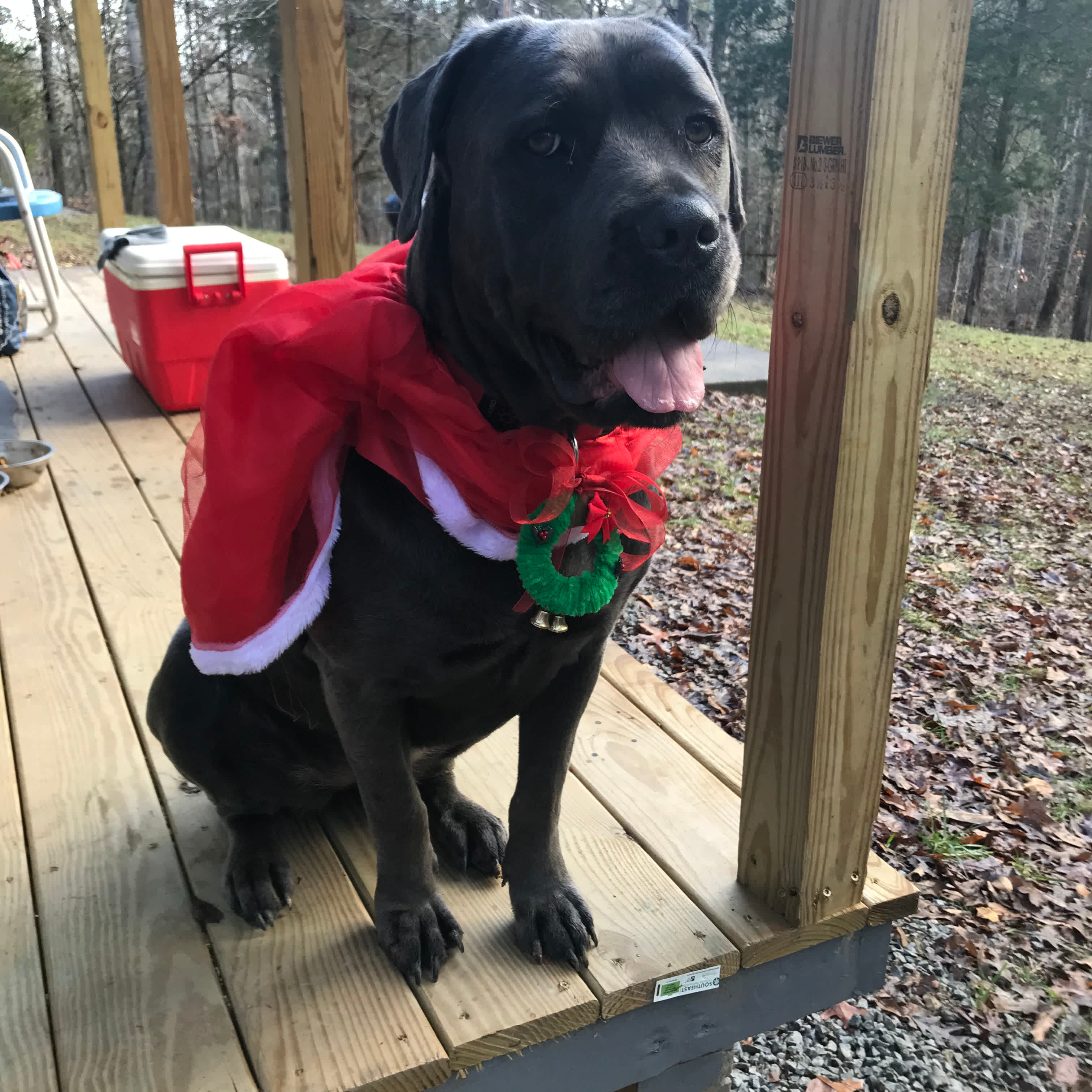Betty Sue’s,  Christmas @ Nola’s Cabin🌲☮️