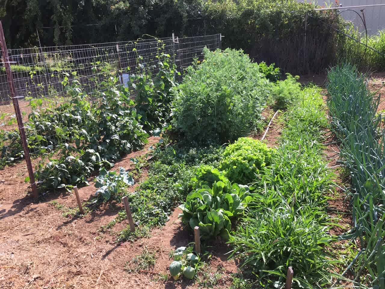 large vegetable garden