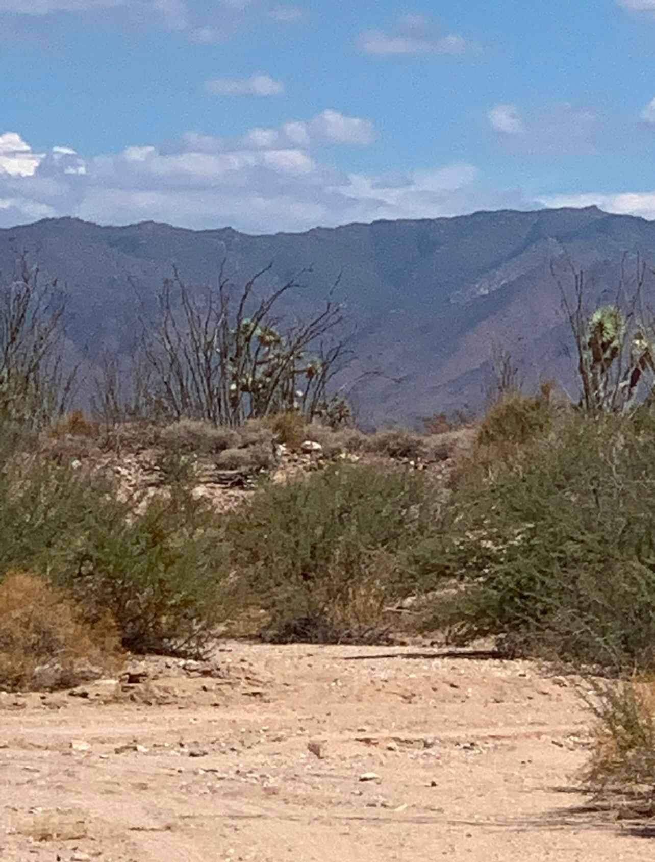 Ruby Road Desert Camp