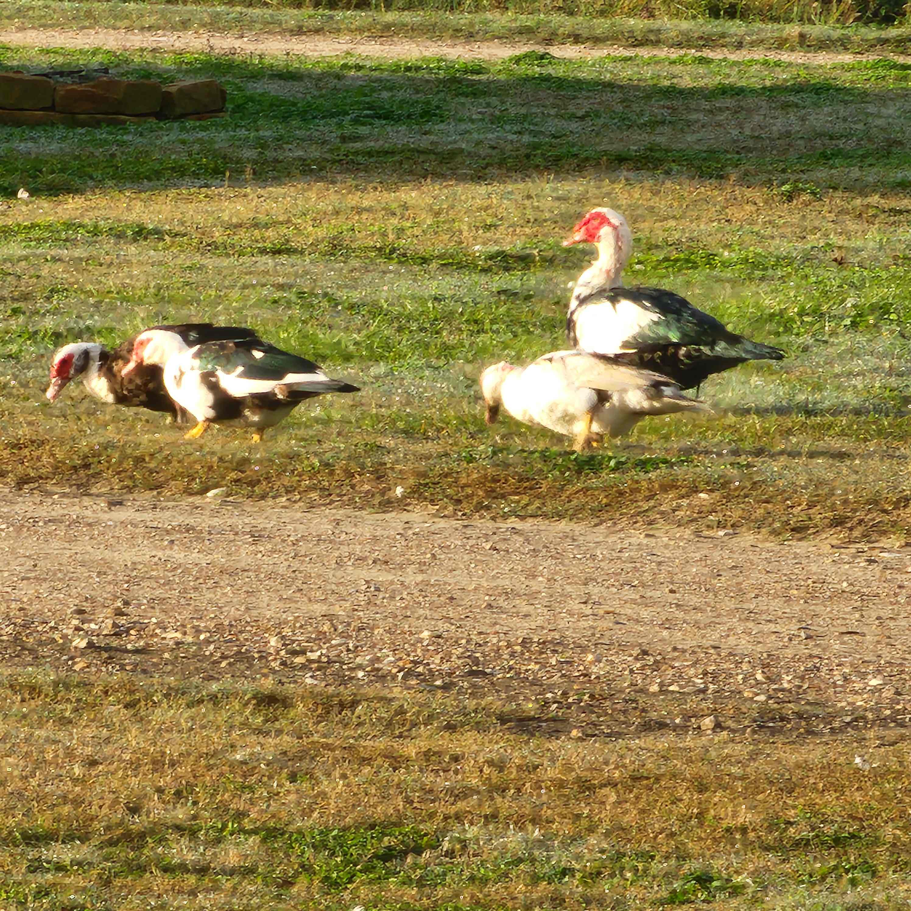 Bolivar Peninsula RV Park