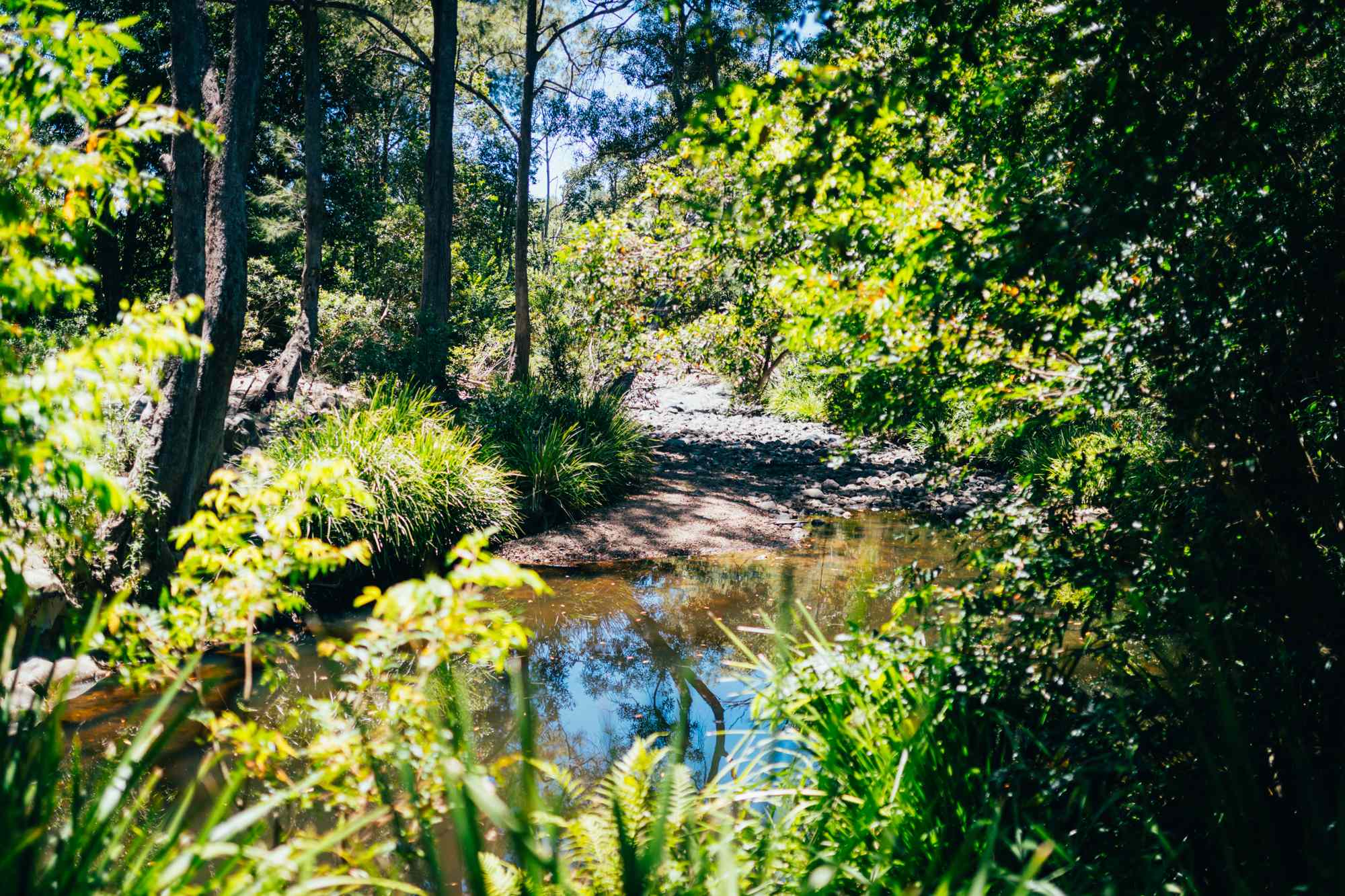creek view