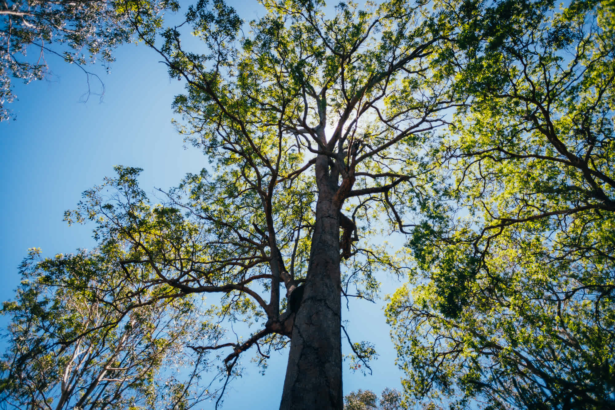 Beautiful eucalyptus trees for some share
