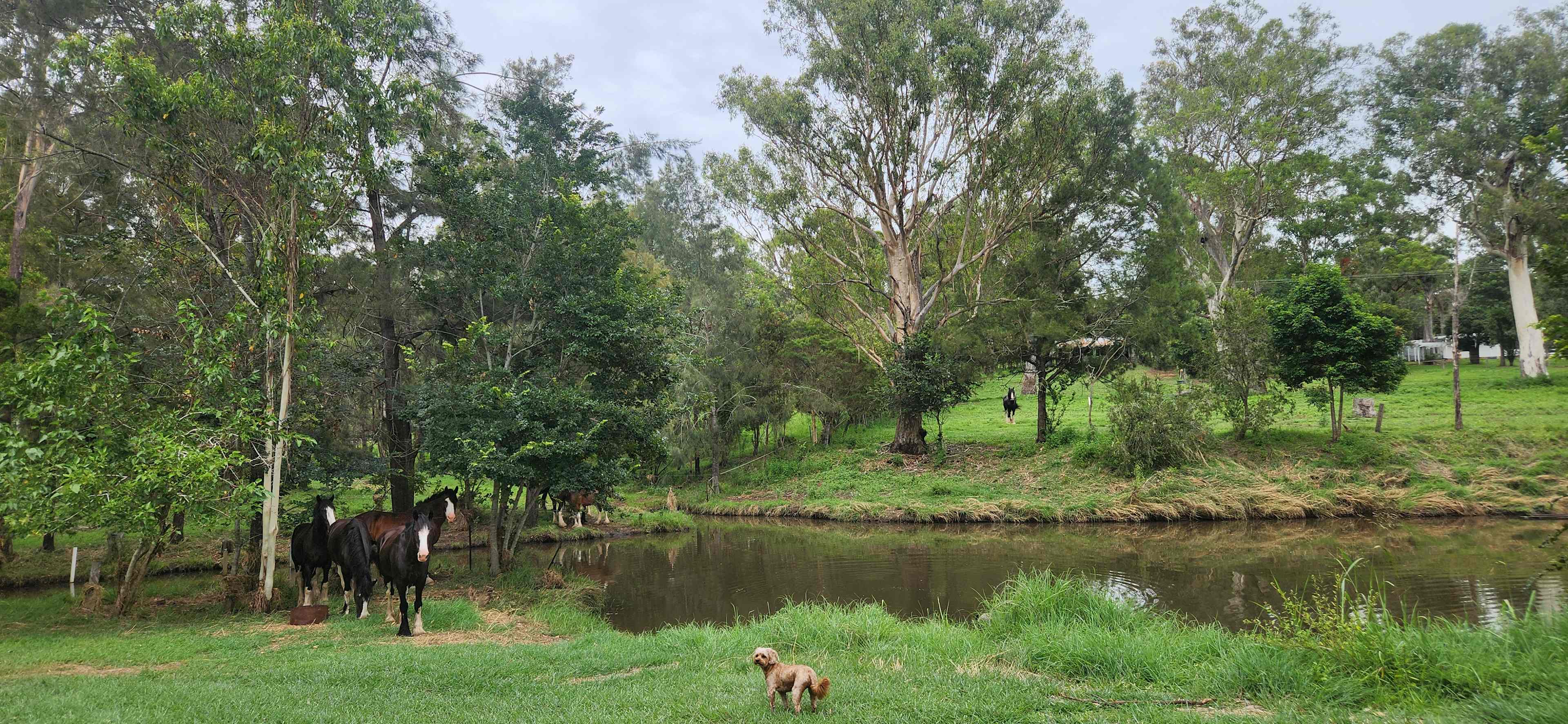 View of the cleared site from the path, can just catch a glimpse of our house, and the unused barn. The horses hang out by the tree when we don't have campers.