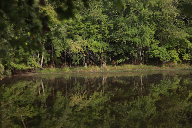 Myc’s Forest