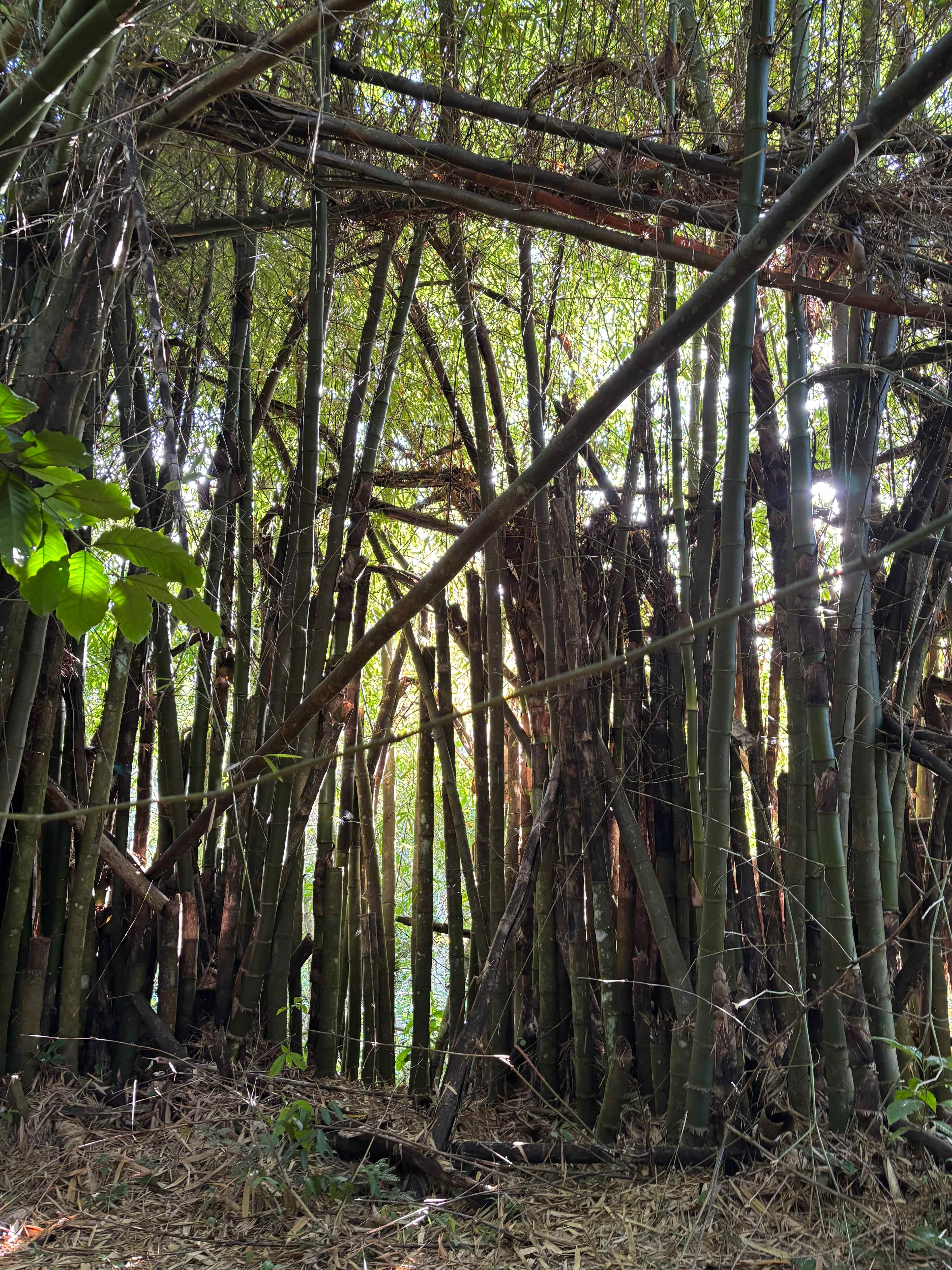 Finca Plato Indio