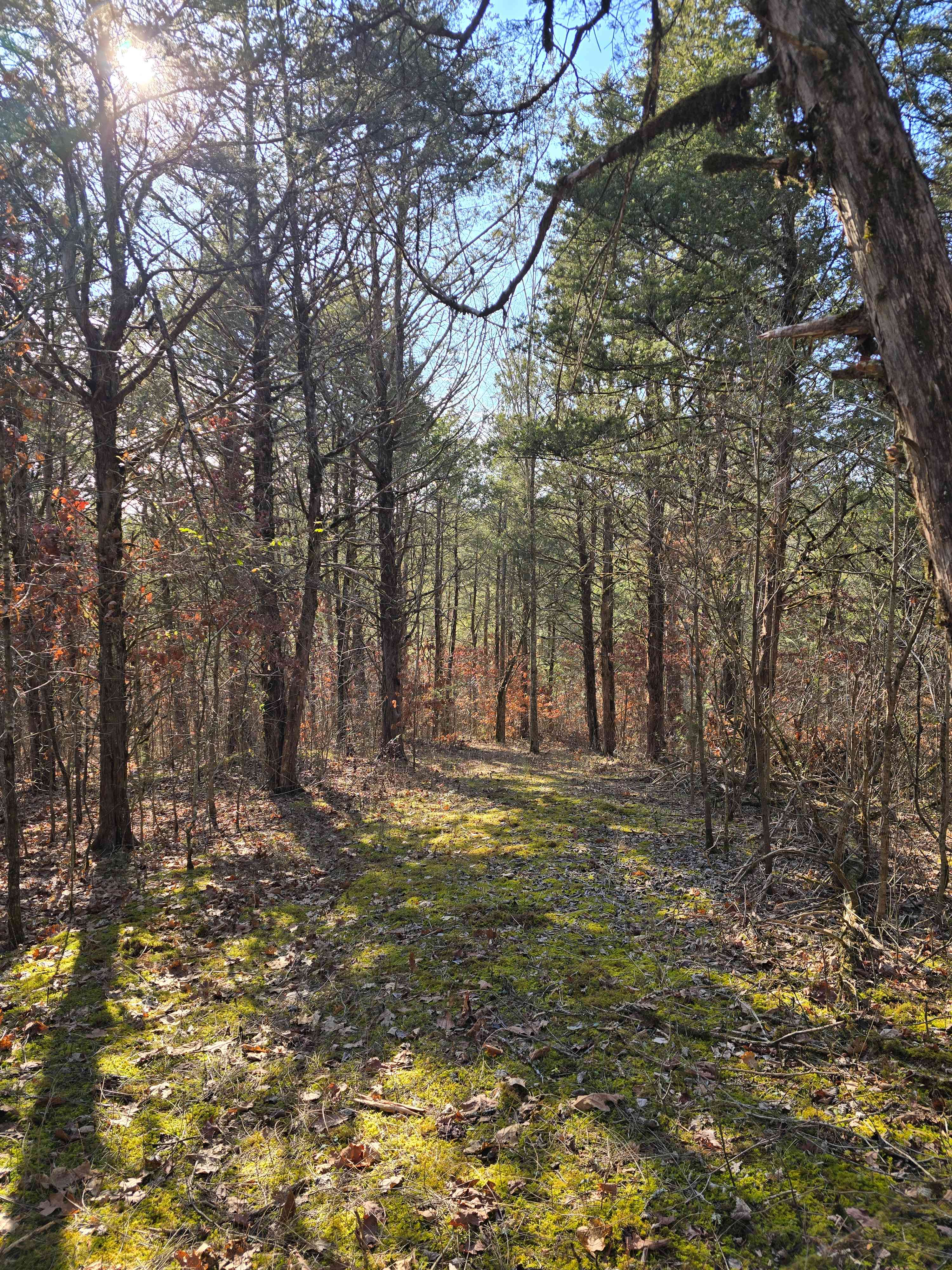 Harmony hollow