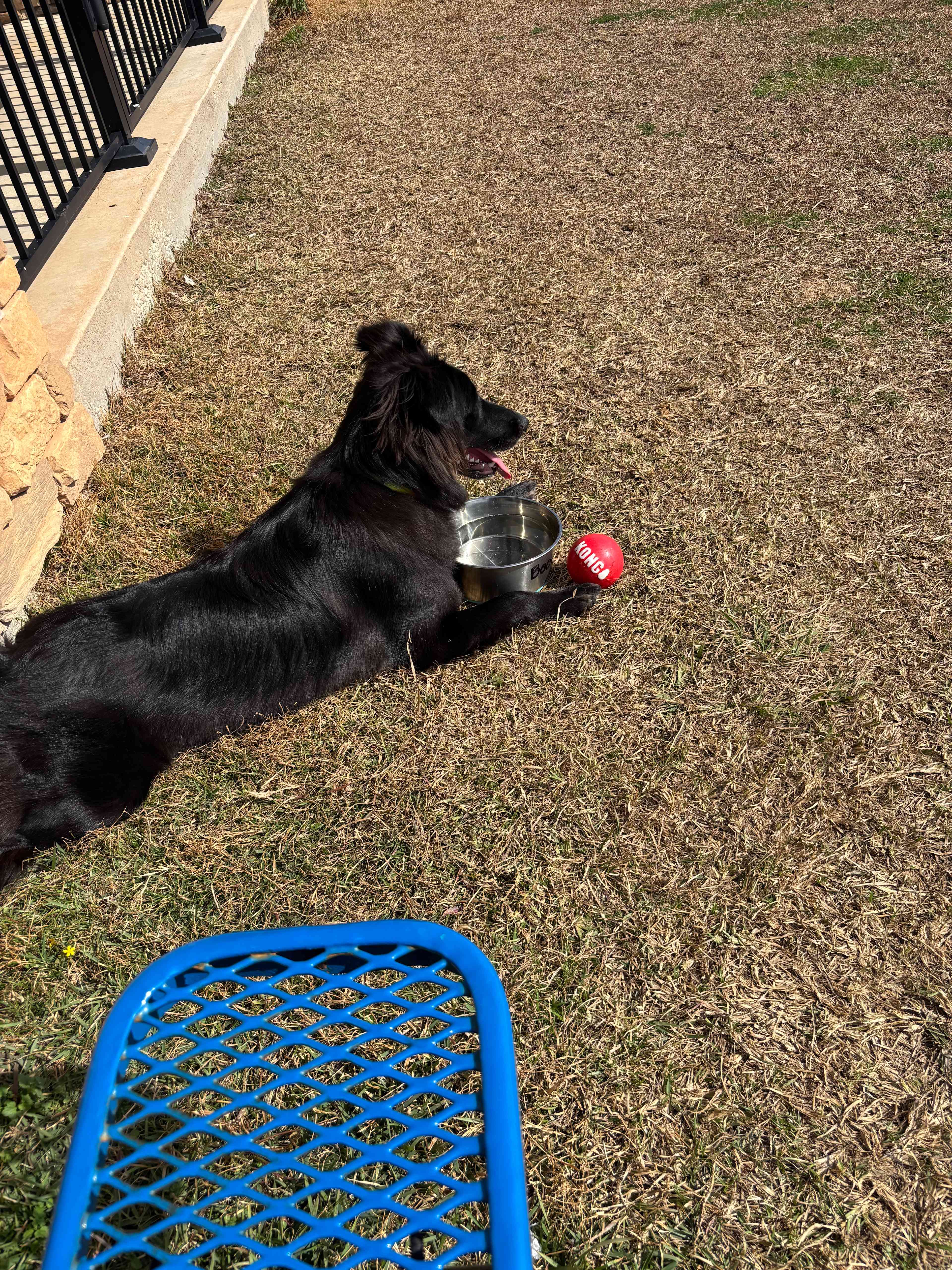 Dog Park