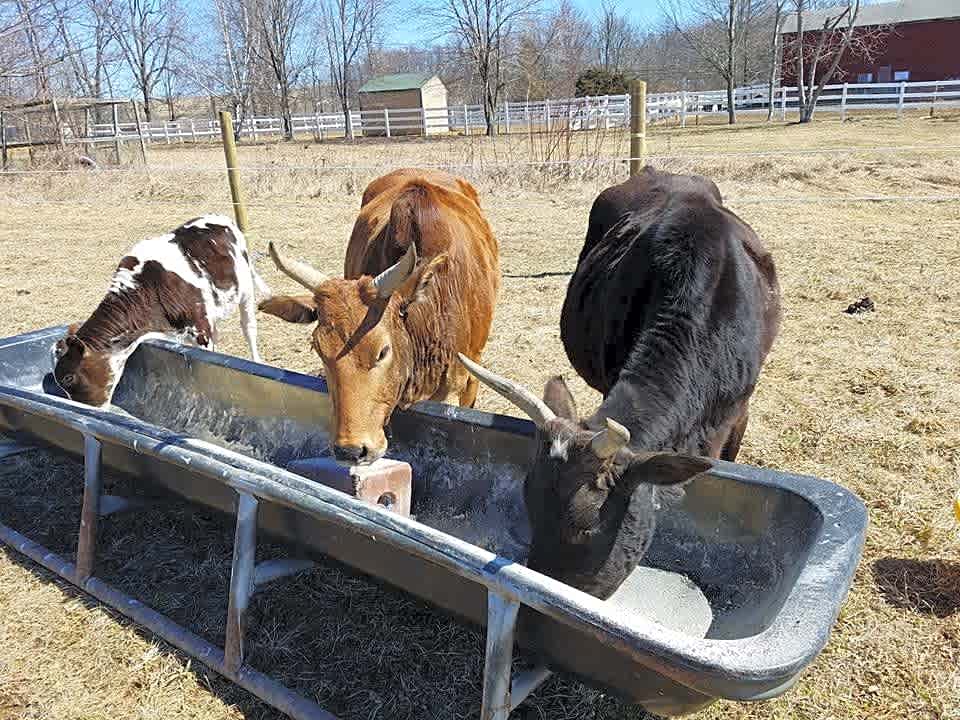 Clover Hill Farm