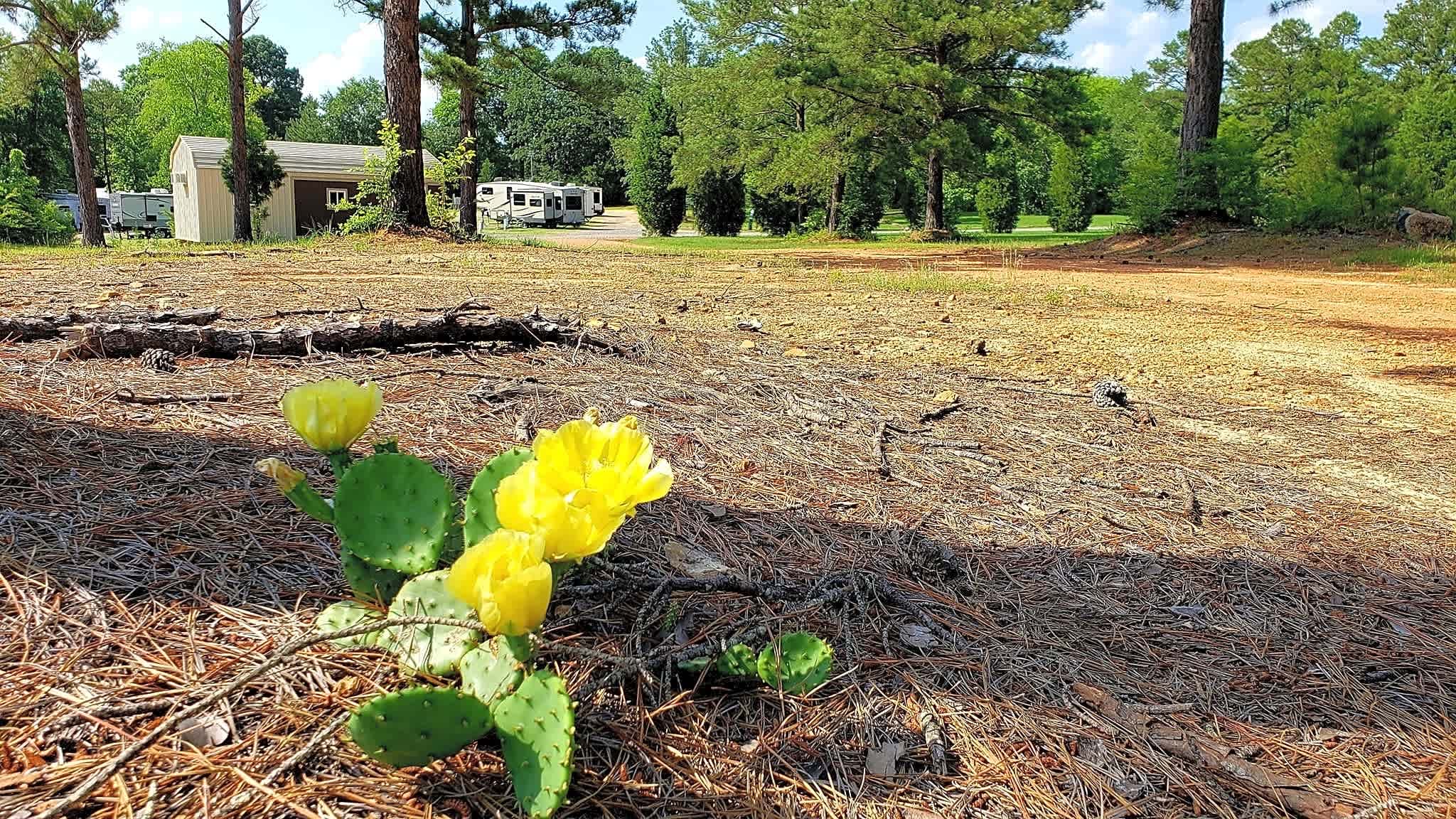 Timberline RV Park