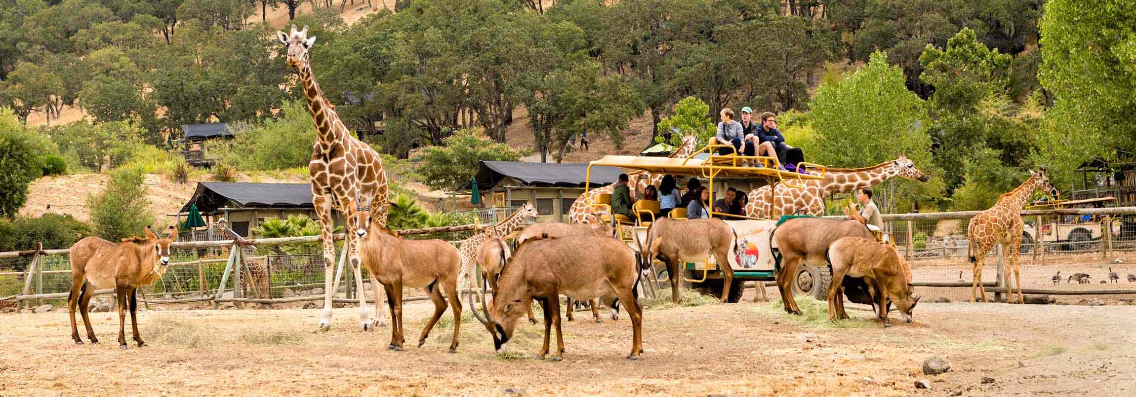 Safari West