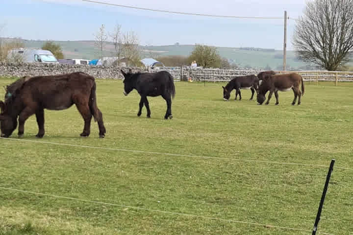 Greystones Nawab Camping