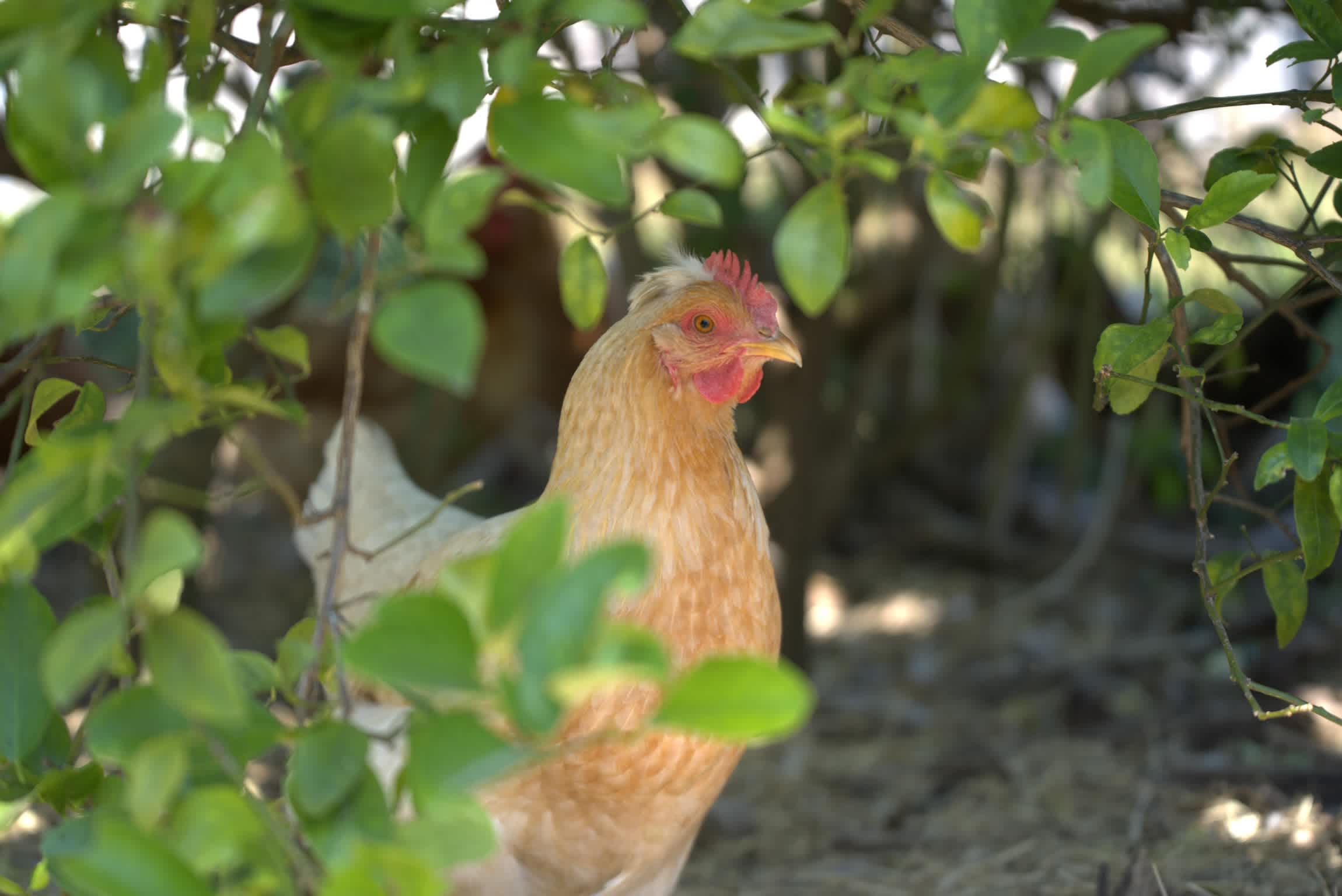 Joyful Cedar Farm
