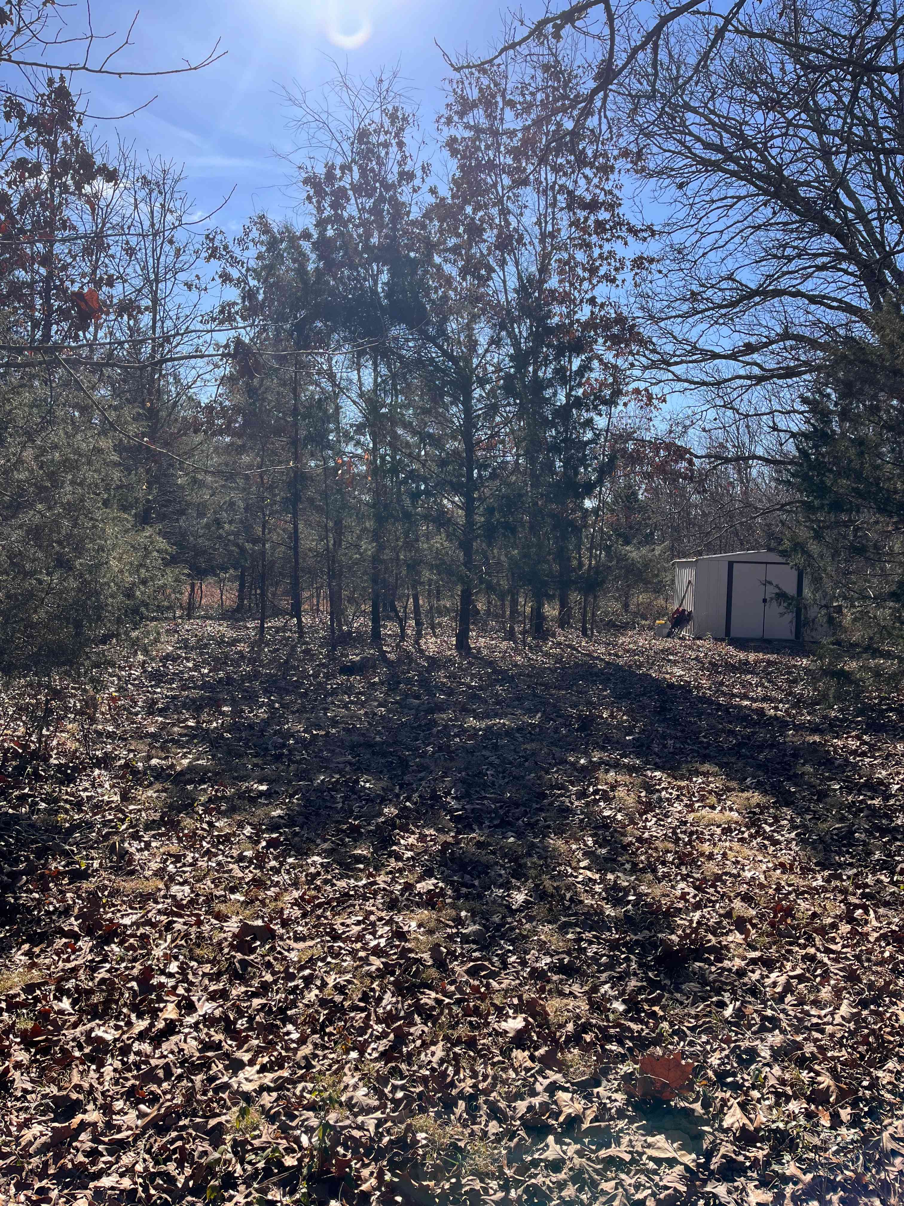 Myc’s Forest