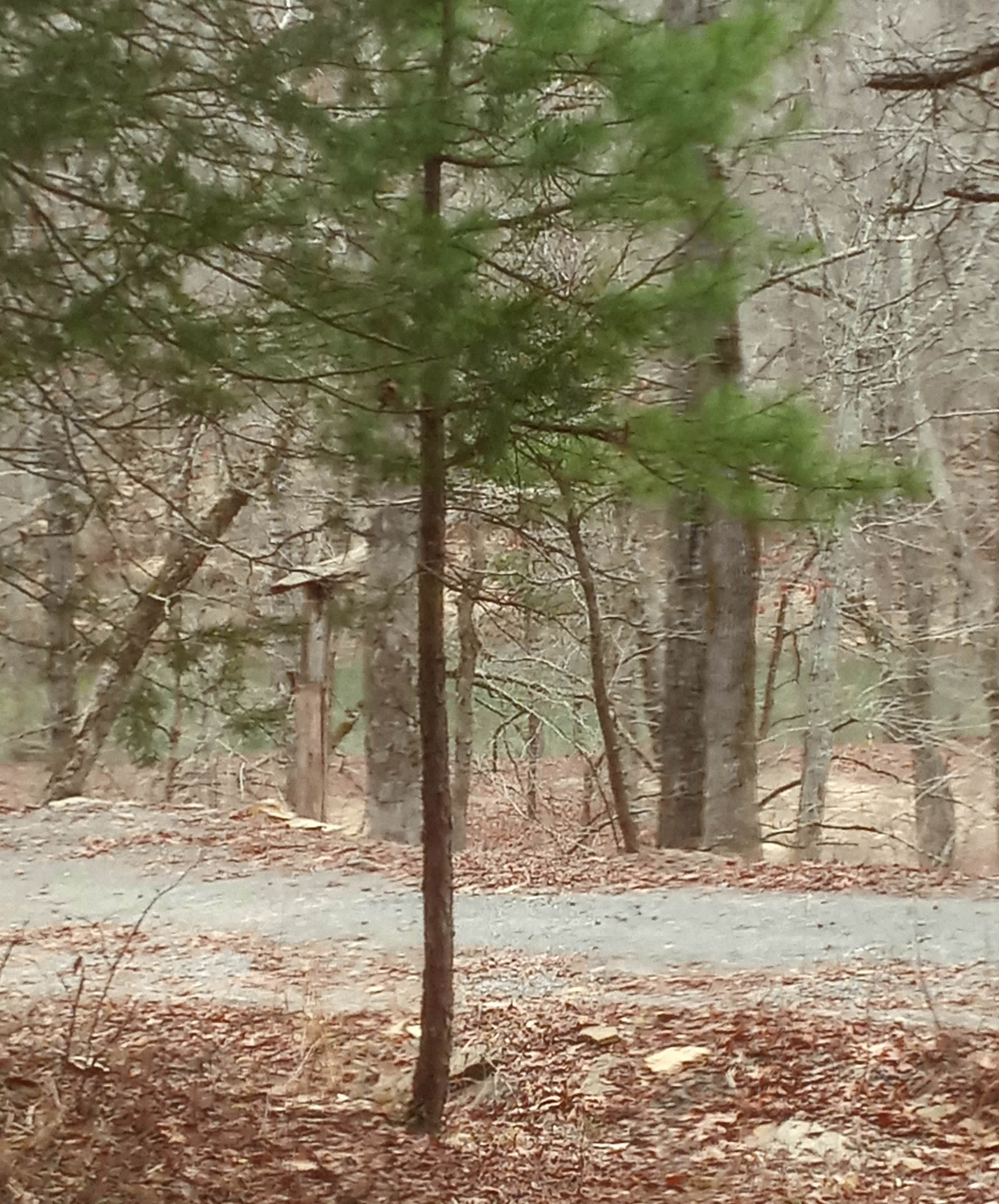 On the way to the creek.