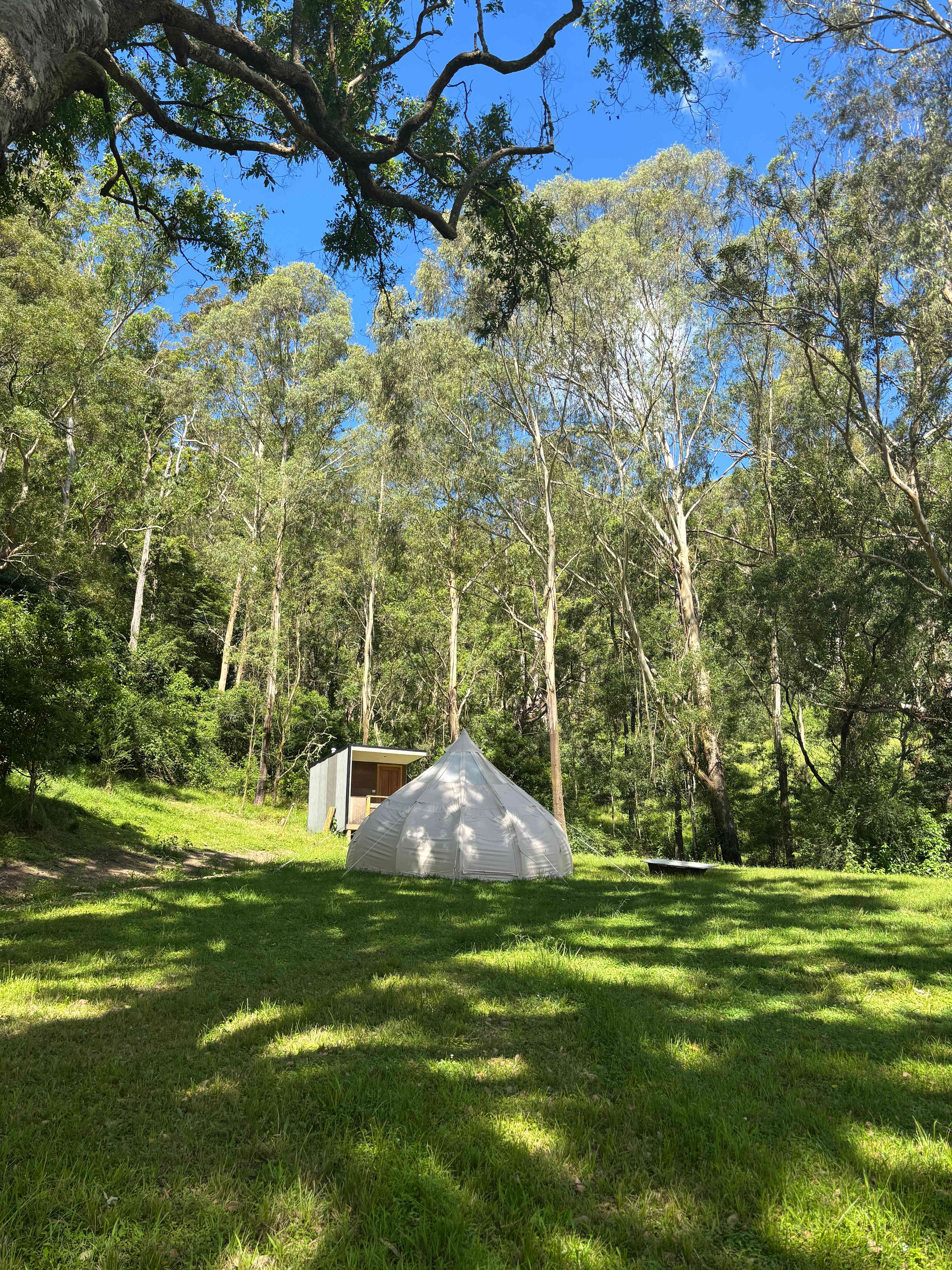 Glamping Around An Ancient Tree