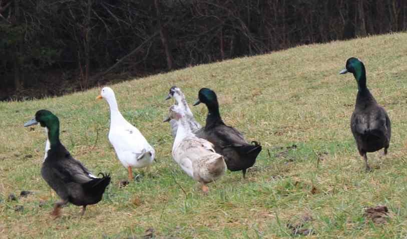 Fluffy Duckling Farm