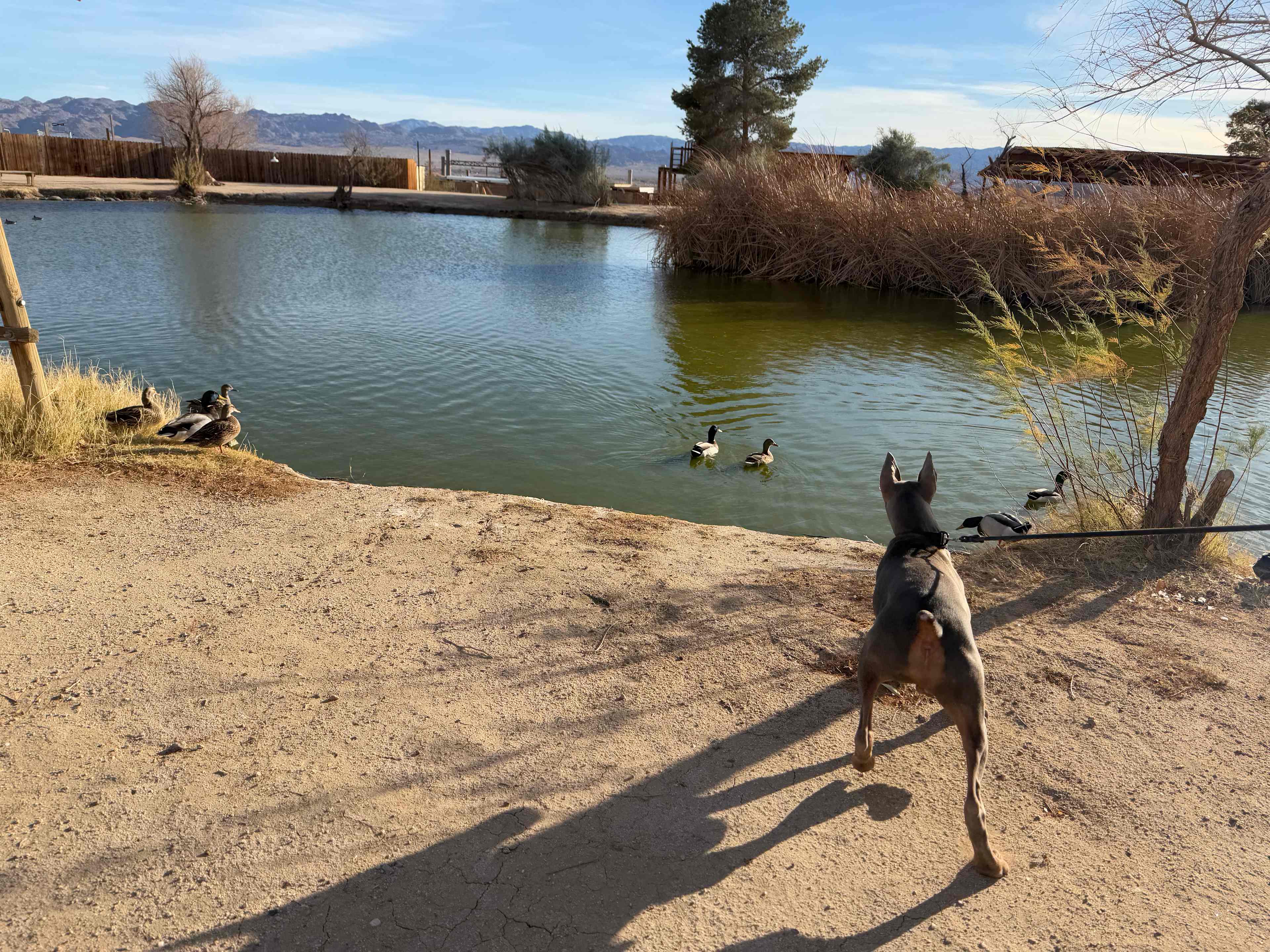Joshua Tree Lake RV & Campground