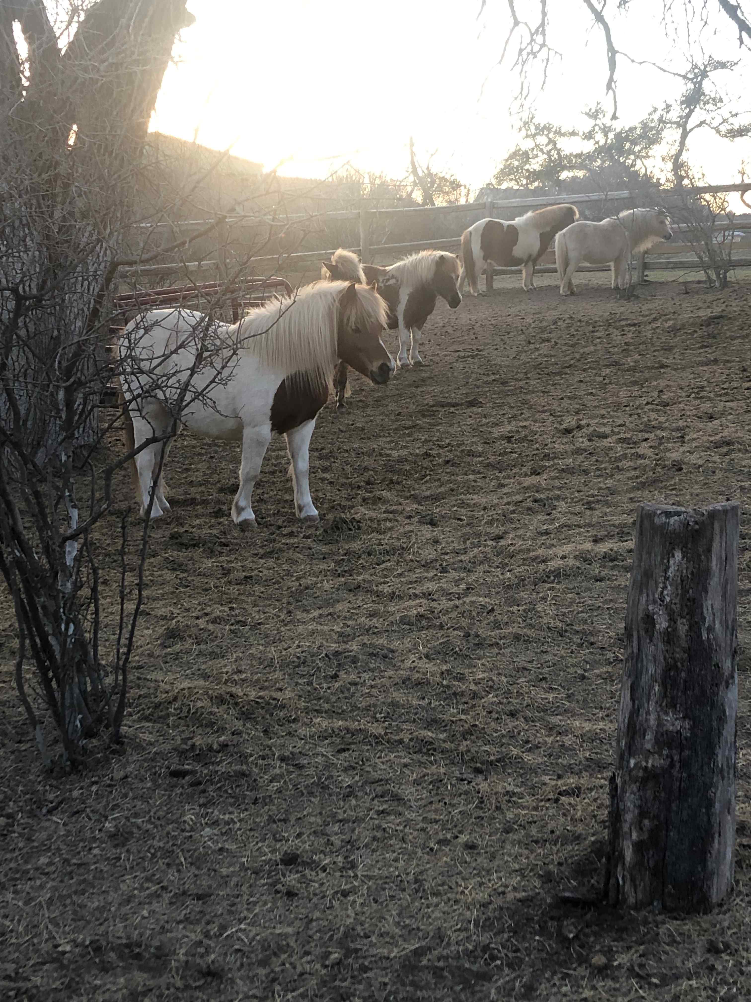 Ponies!