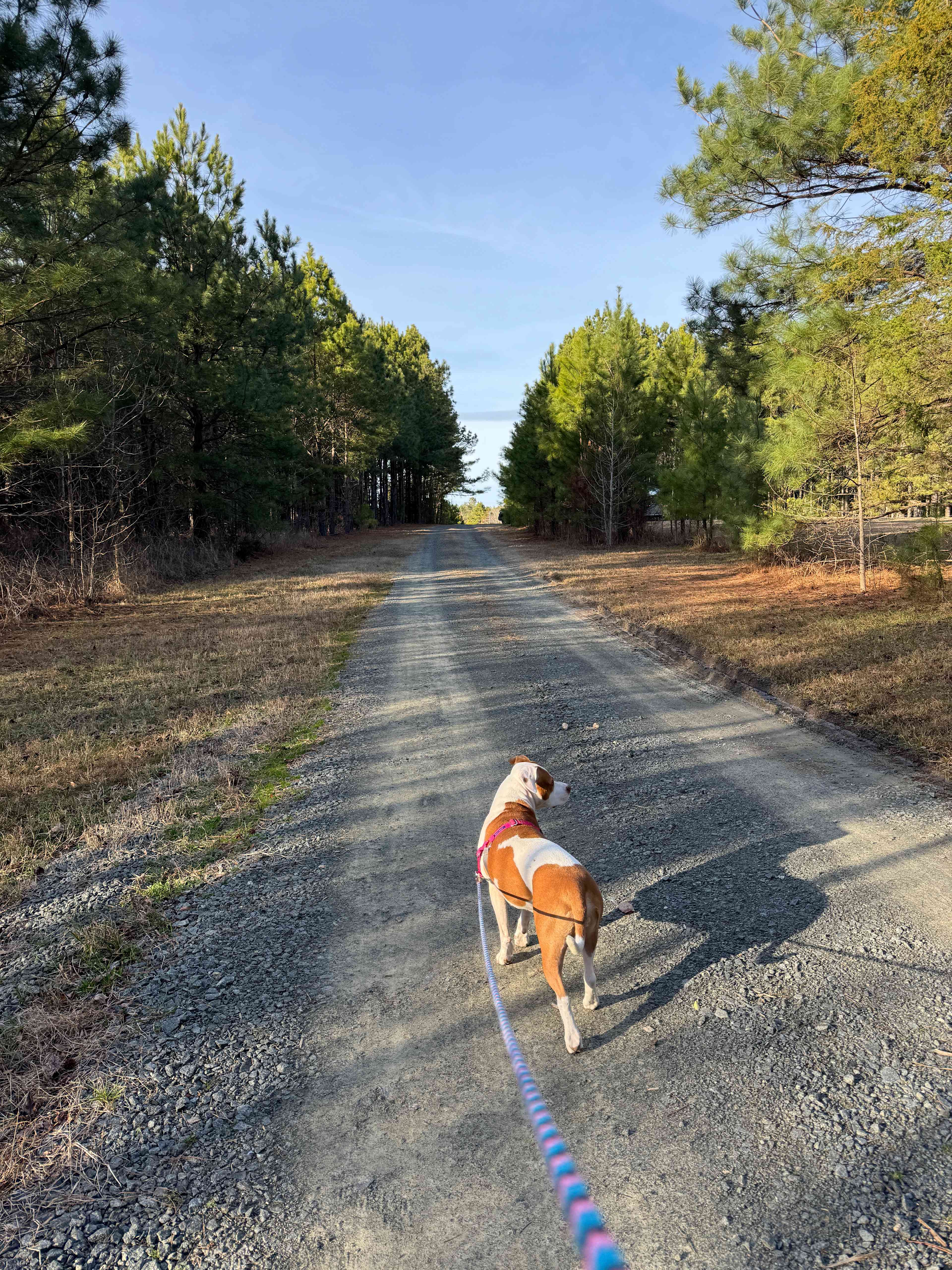Nice gravel road to walk on