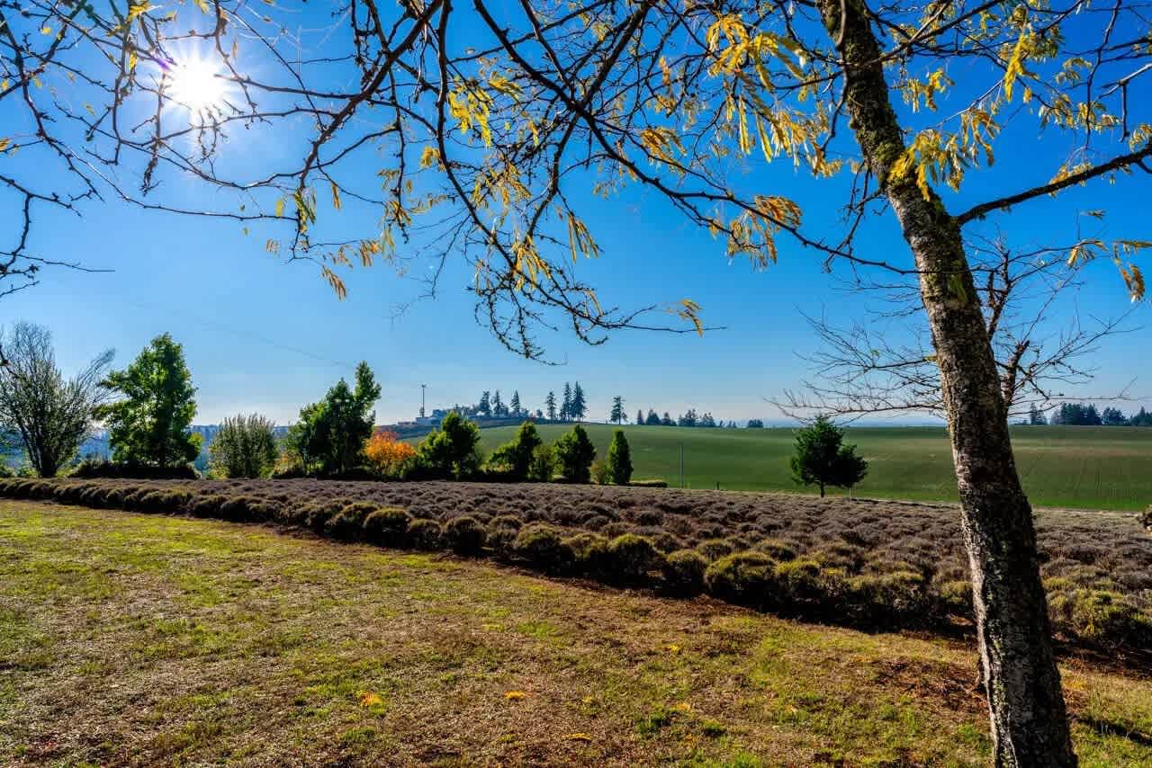 Buena Vista Lavender Farm