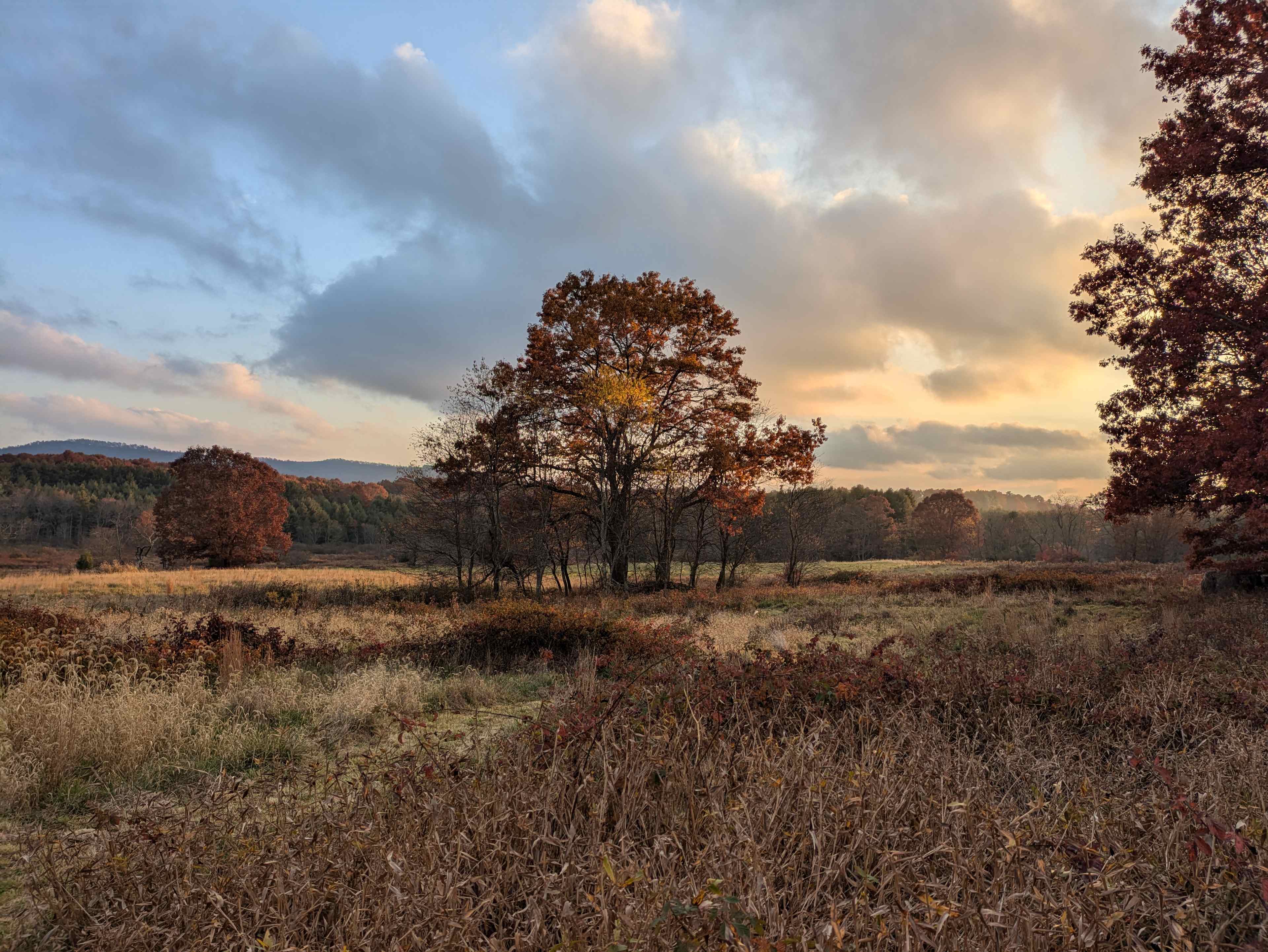 Wild Meadows