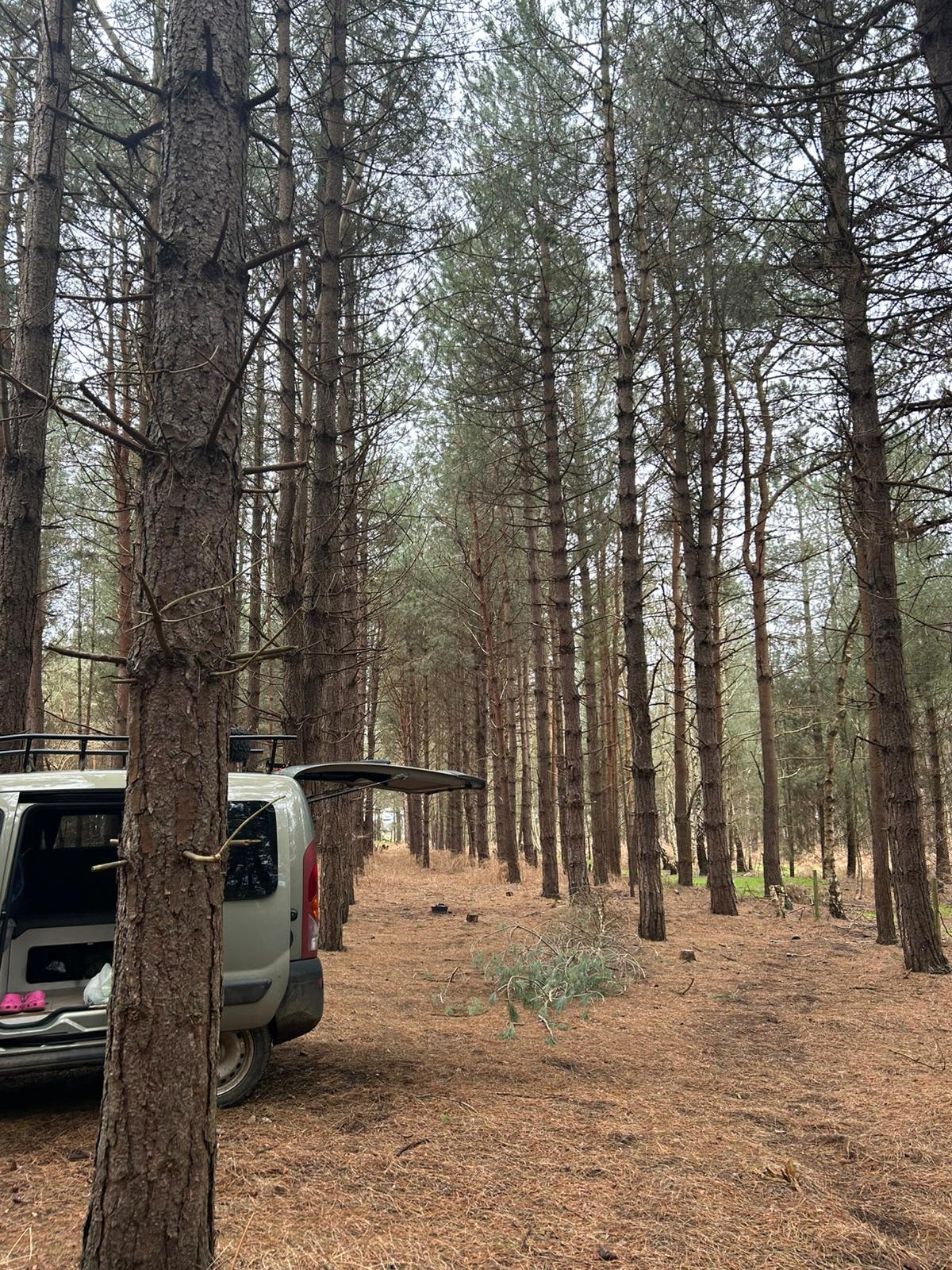 Holistic Woods Campsite WILD
