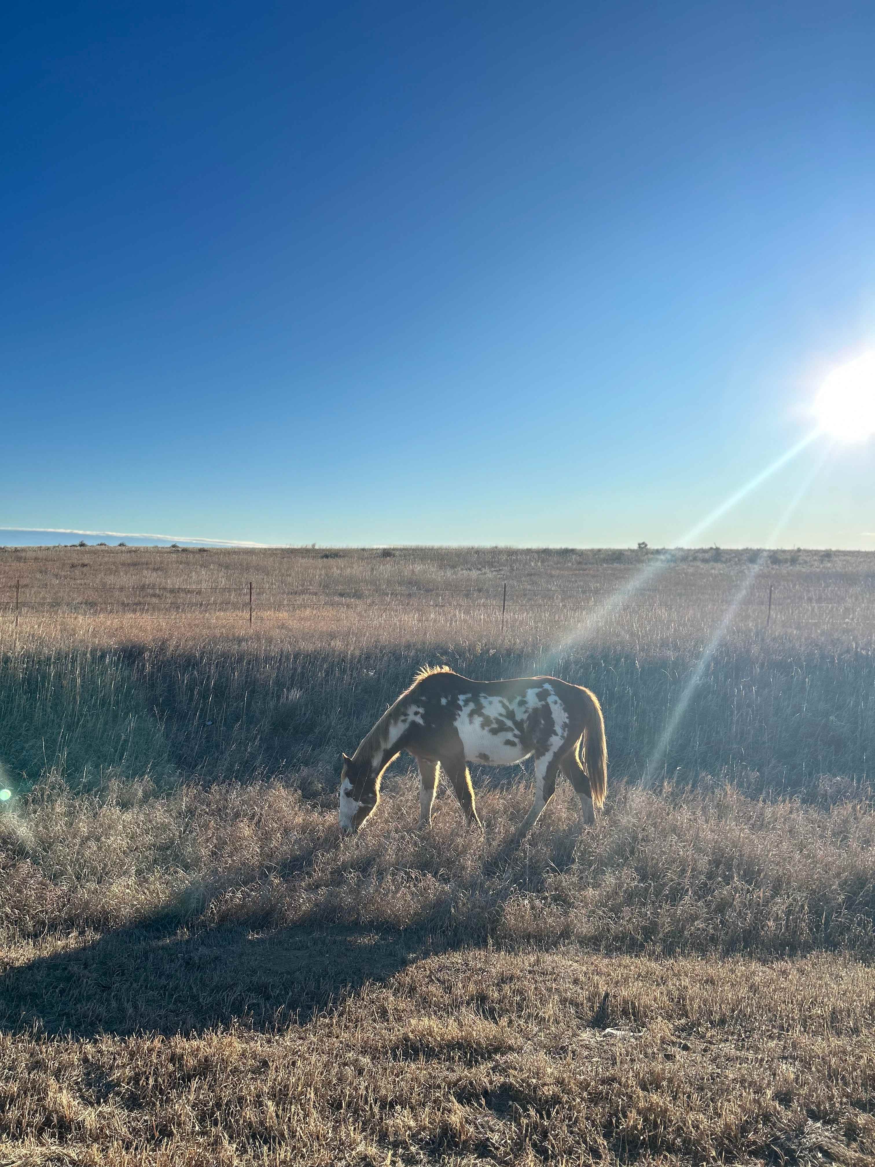 Horse meat badlands (30 min away)